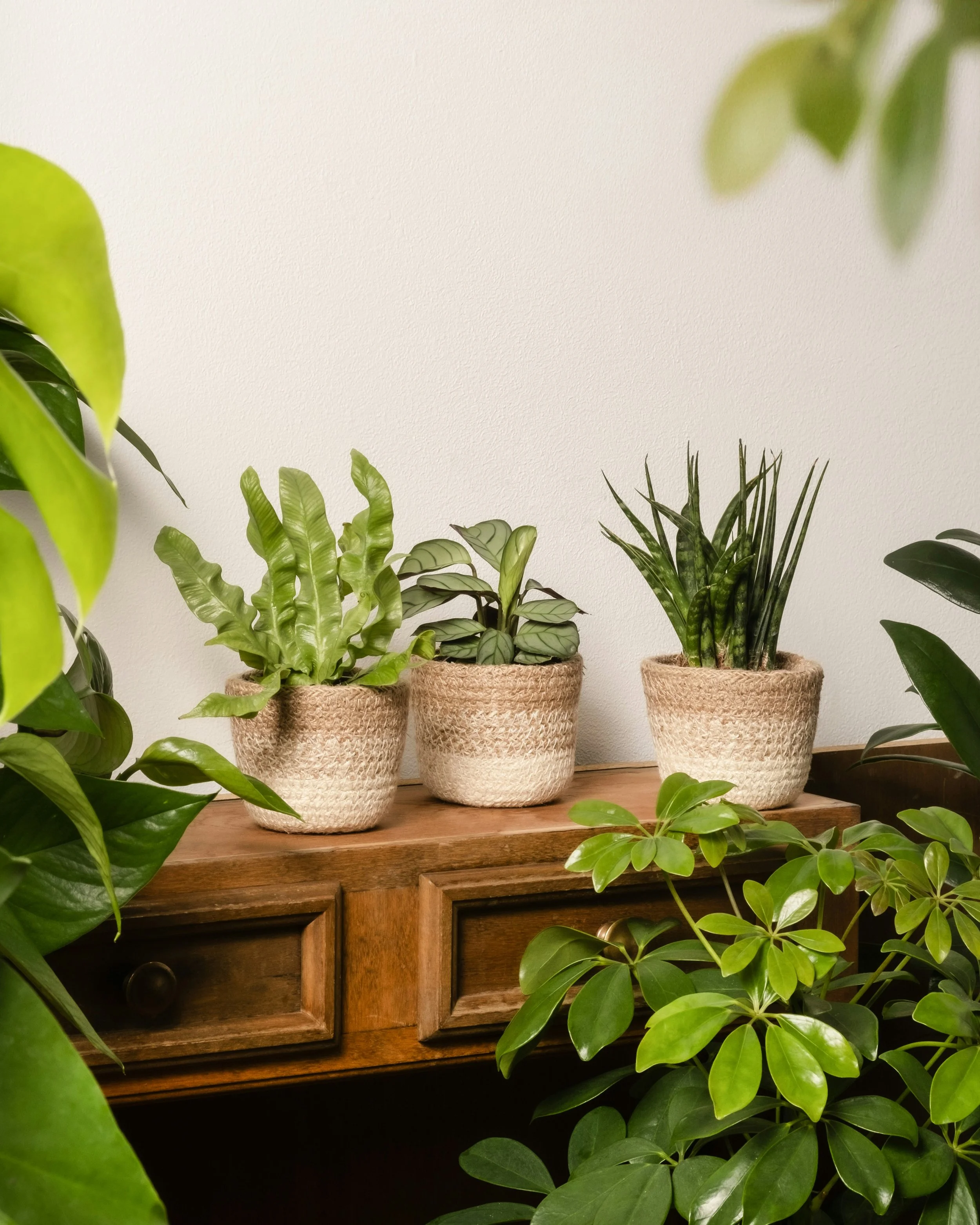 5 Easy and Interesting Houseplants For Beginners
