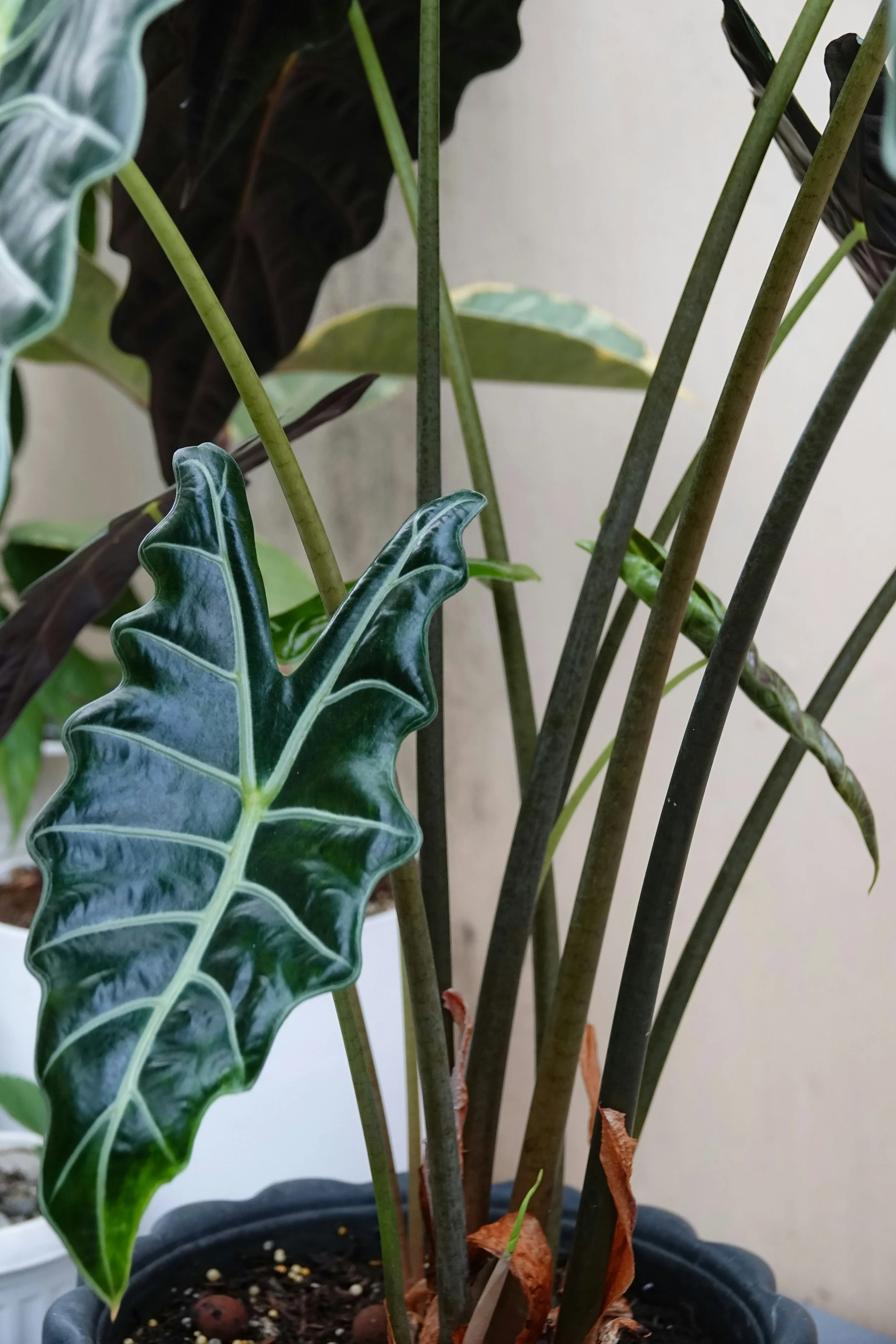 Preparing Houseplants For Winter: How to Care For Your Plants During Colder Months