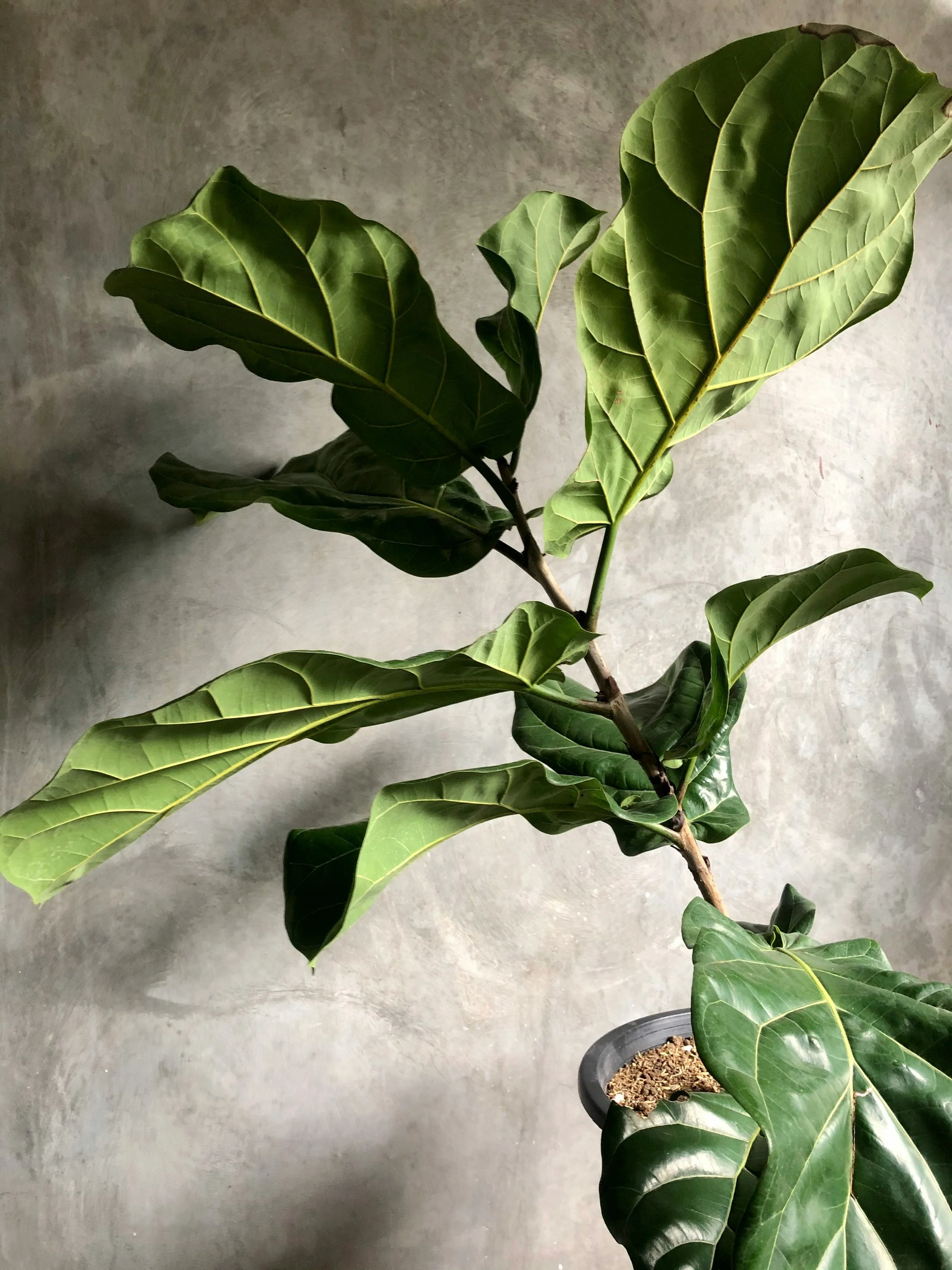 All About Indoor Trees