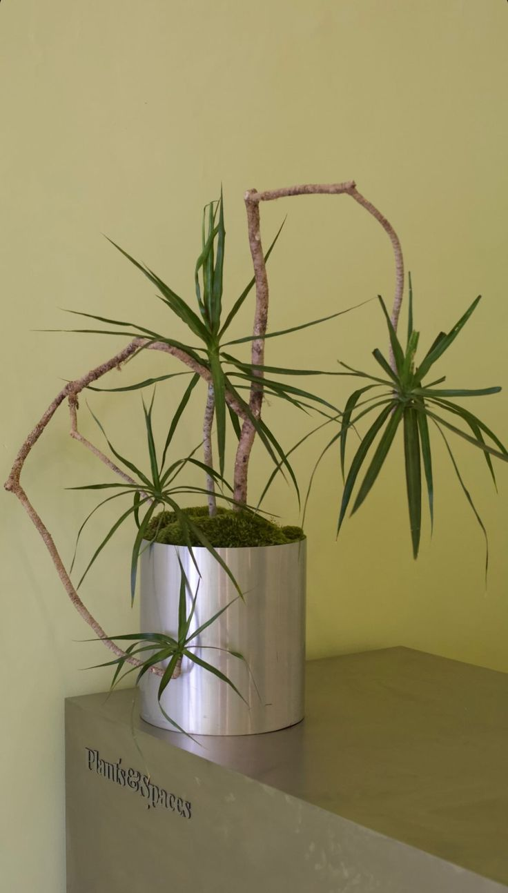 Indoor Plant Design Trends for 2025