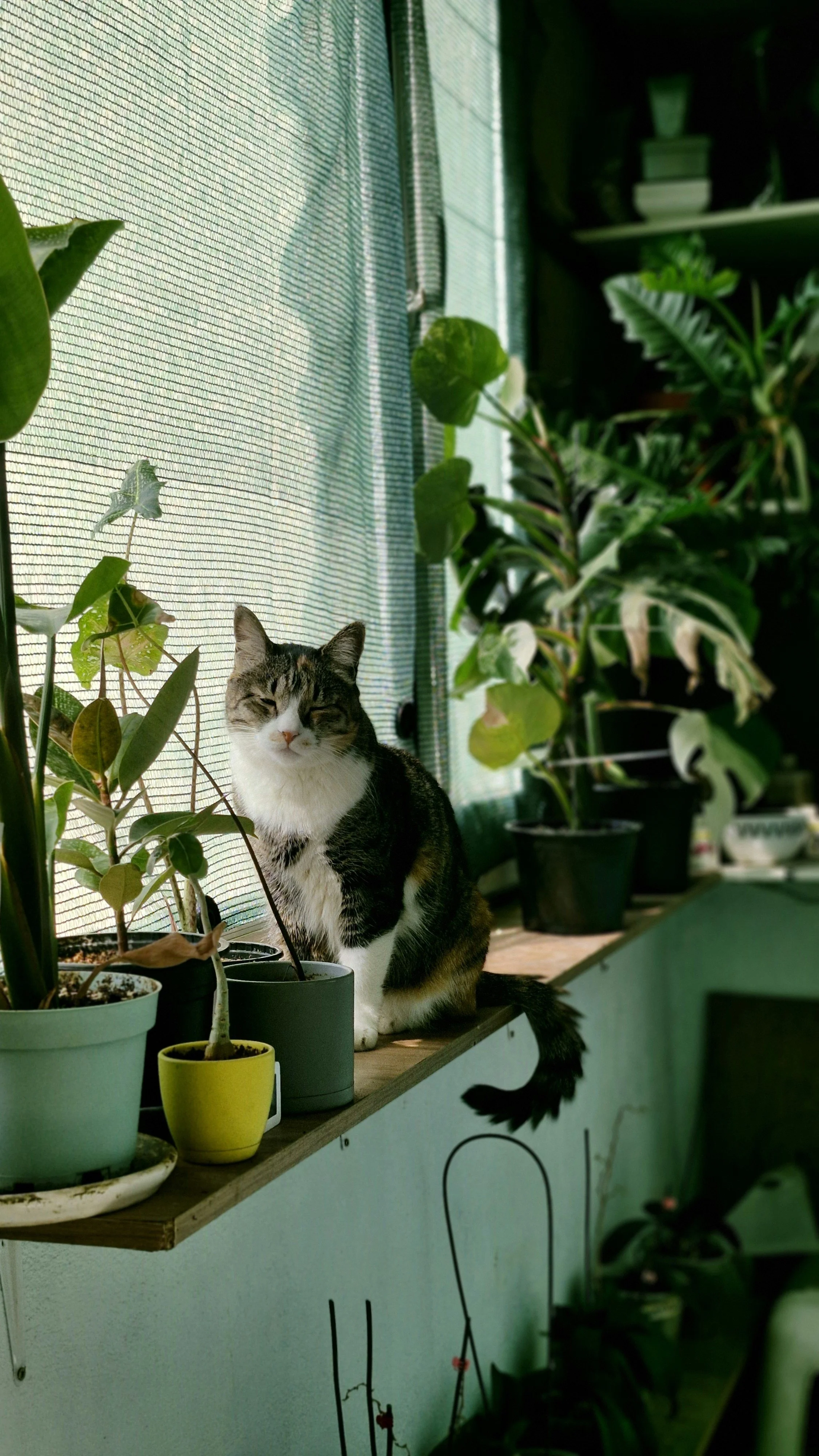 How to Keep Your Cat Out of Your Houseplants