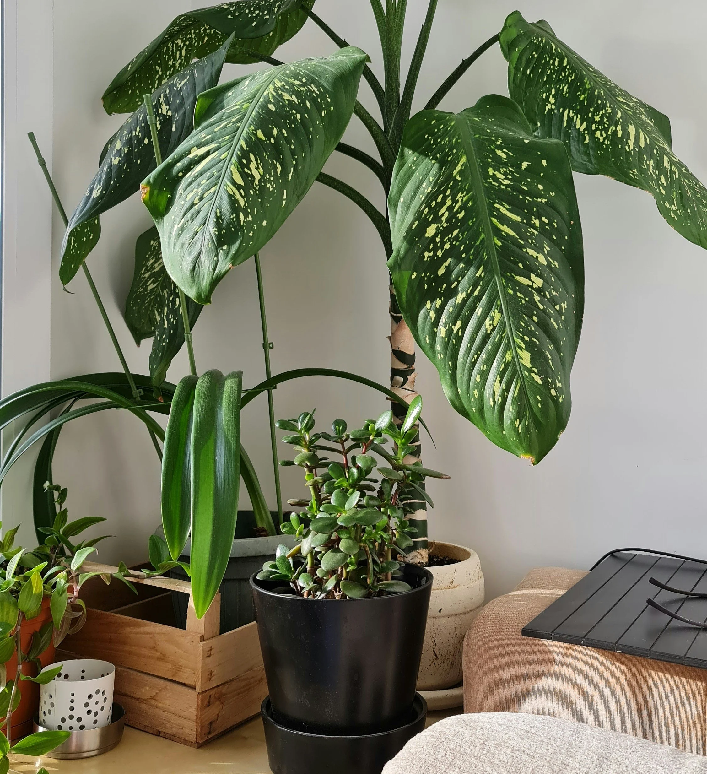 House Plant Care Advice from Interiorscapers