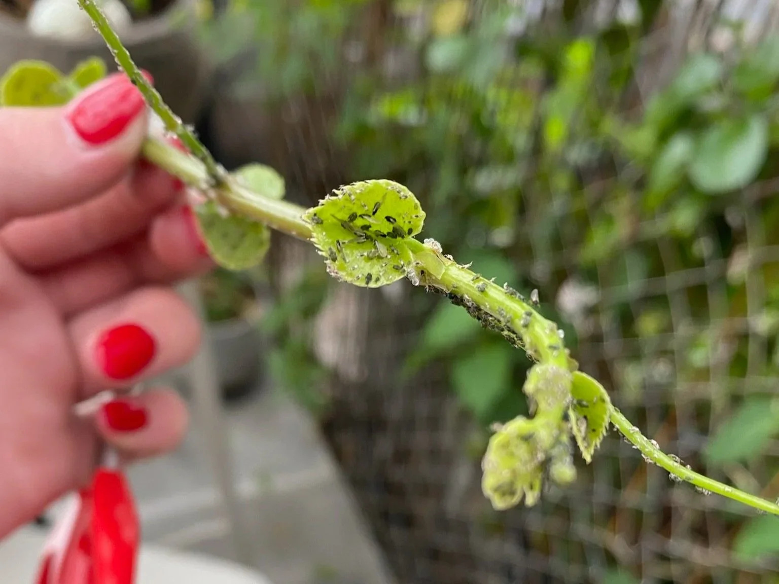 Integrated Pest Management: A Sustainable Approach to Plant Pest Control