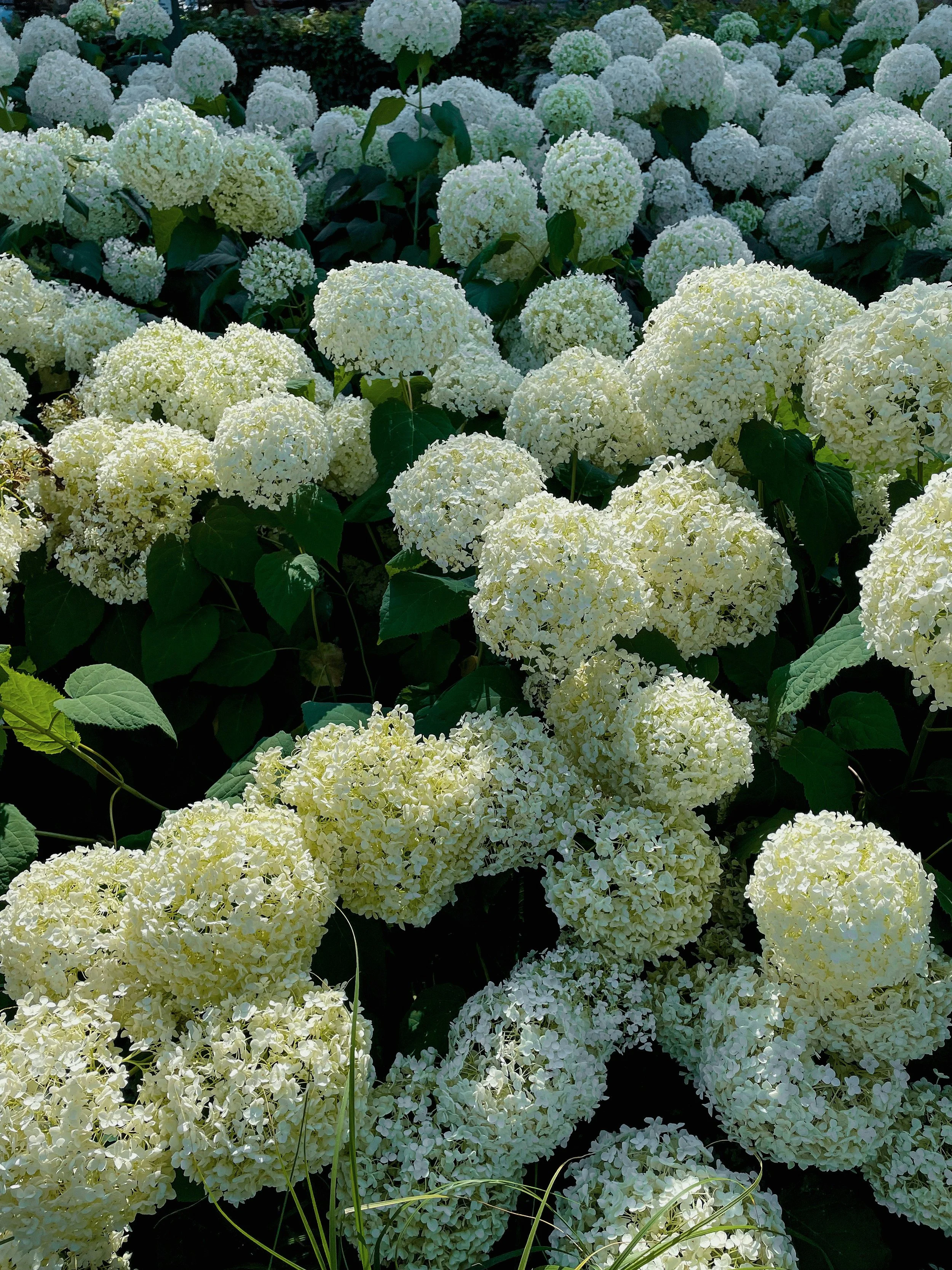 Summer Planting Guide: Top Tennessee Native Plants for Every Garden Style