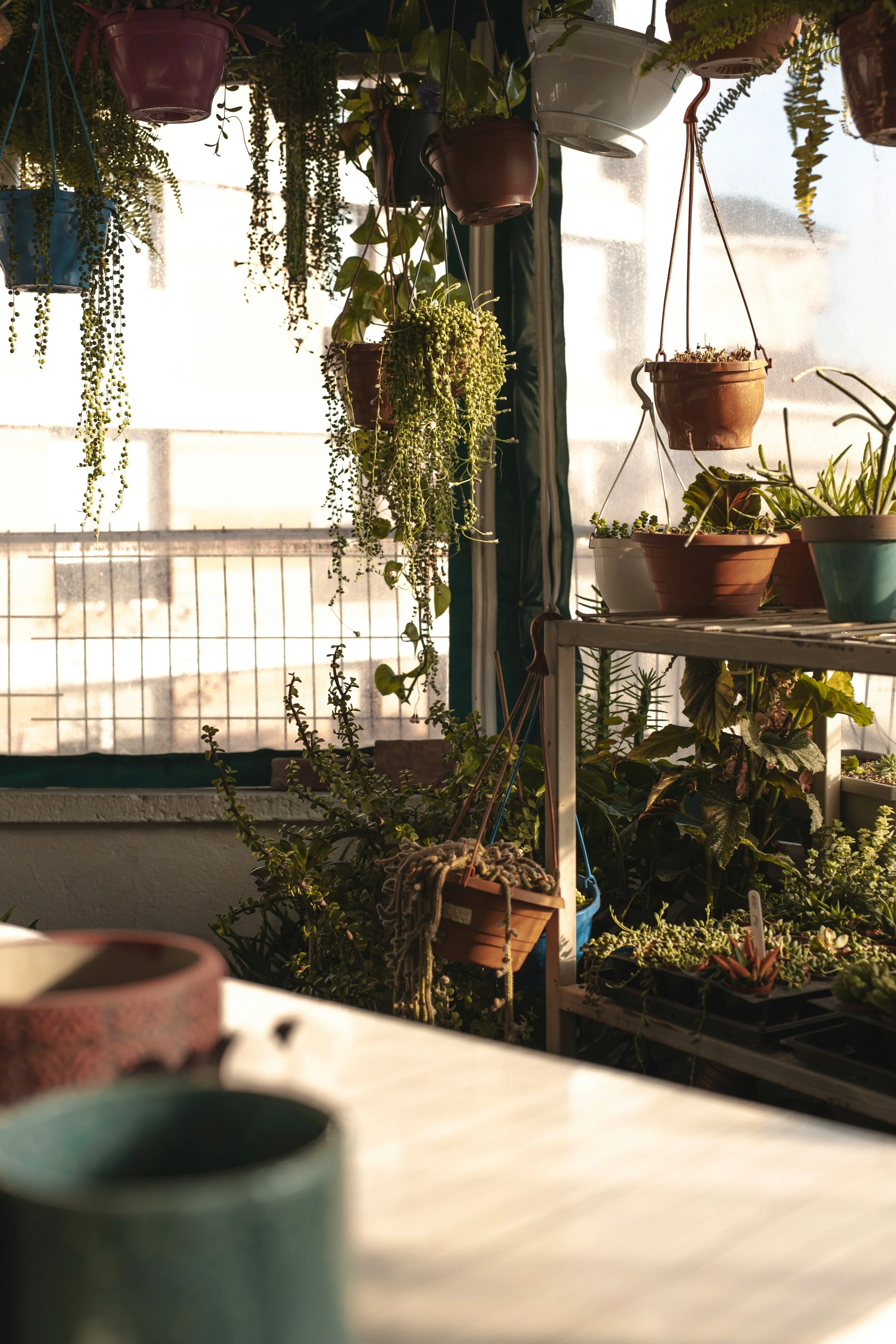 A Brief History of Houseplants (and Humans)