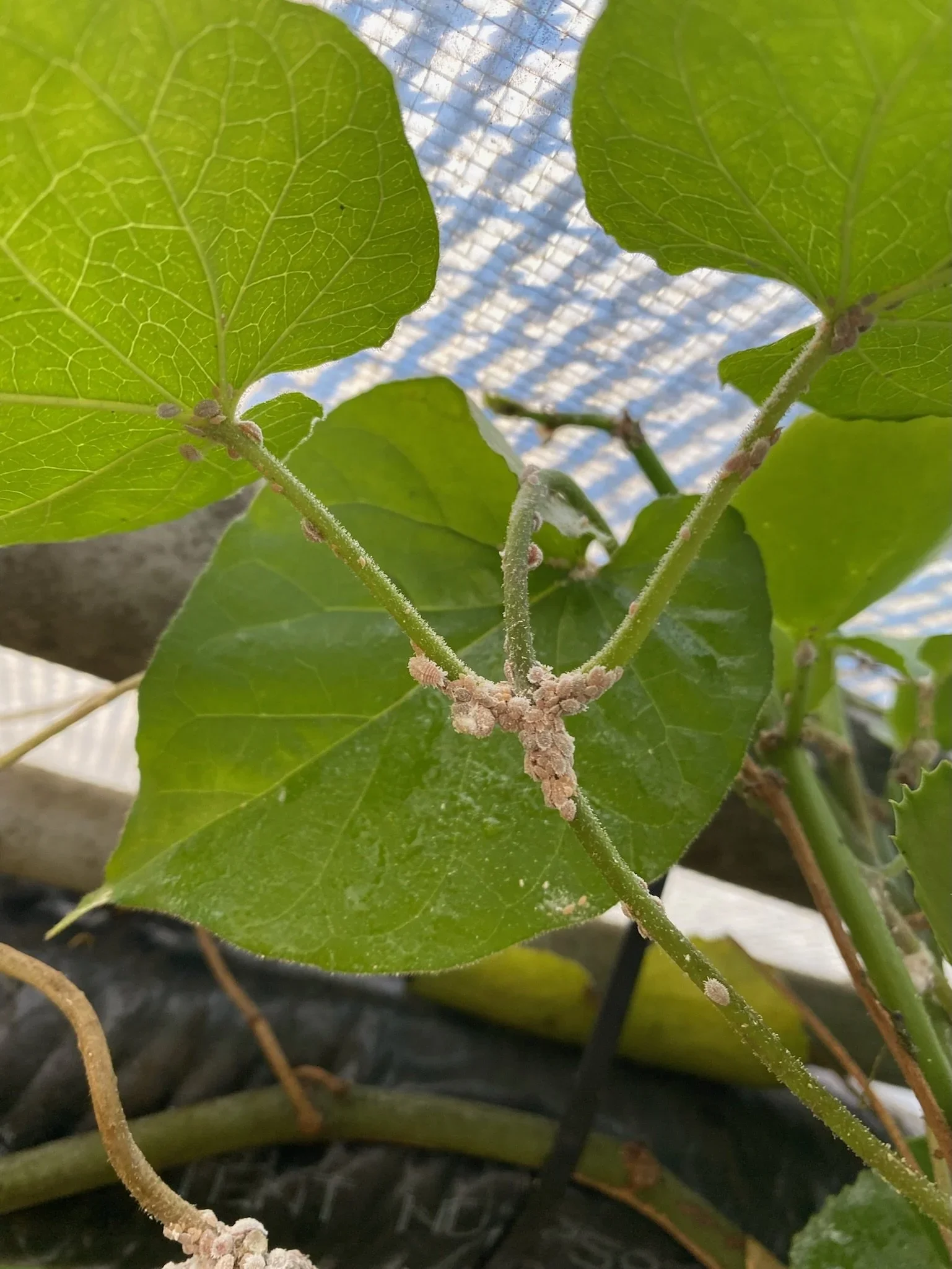 All About Mealybugs