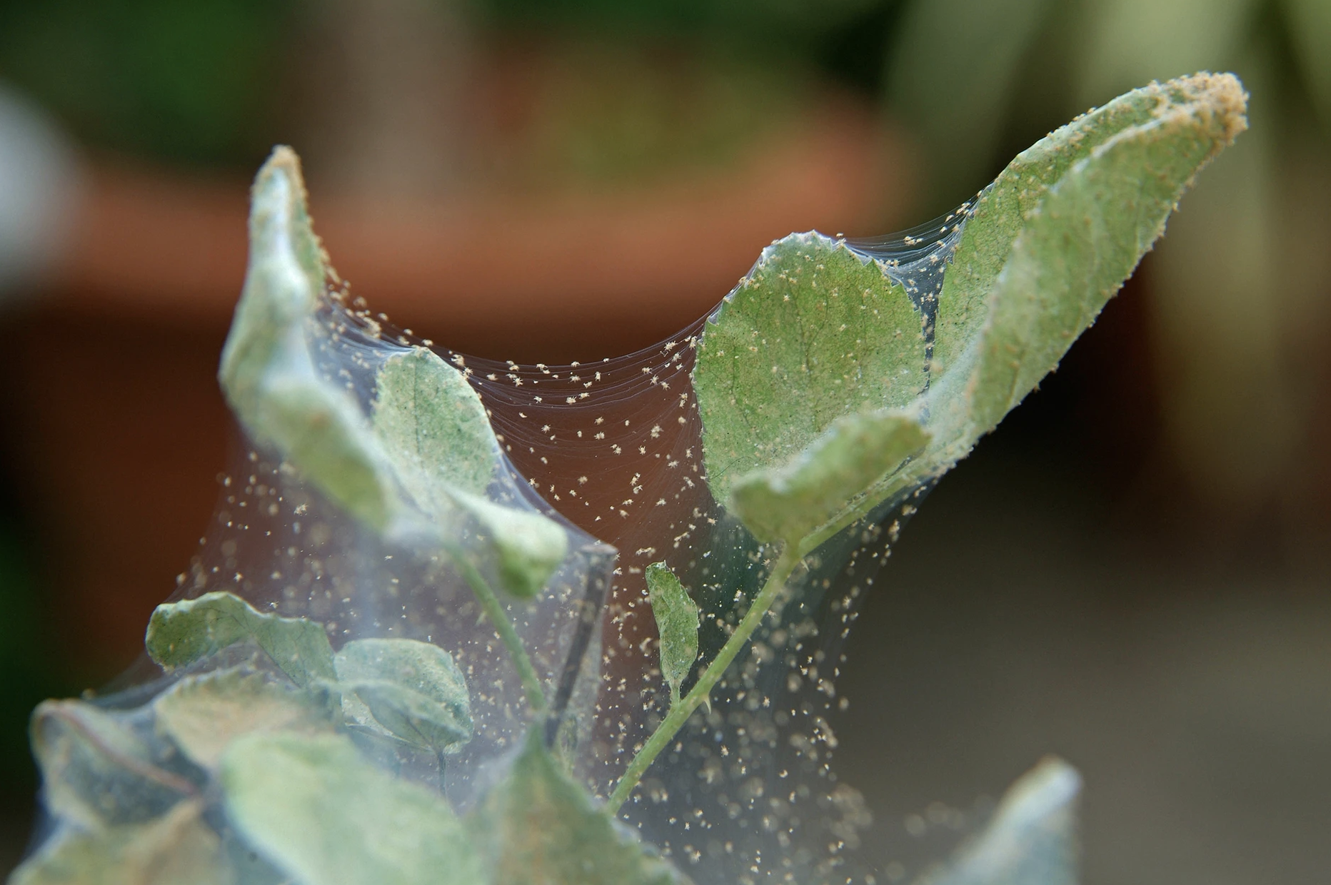 All About Spider Mites