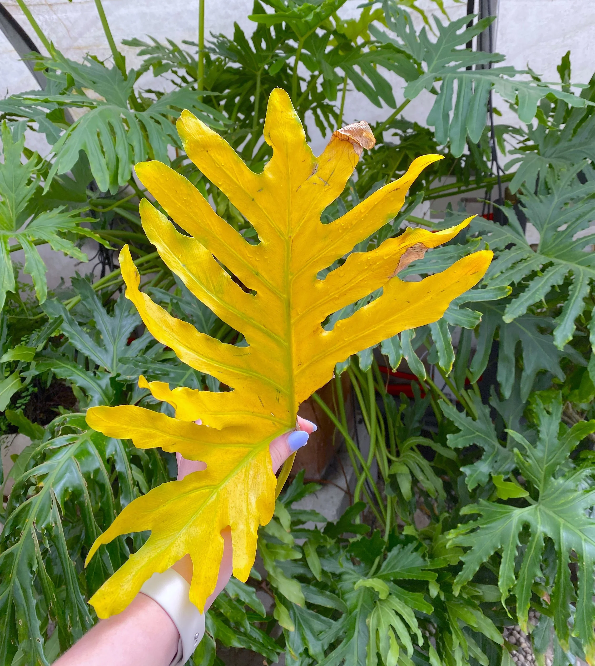 Spring Back to Life: How to Revive Dying House Plants