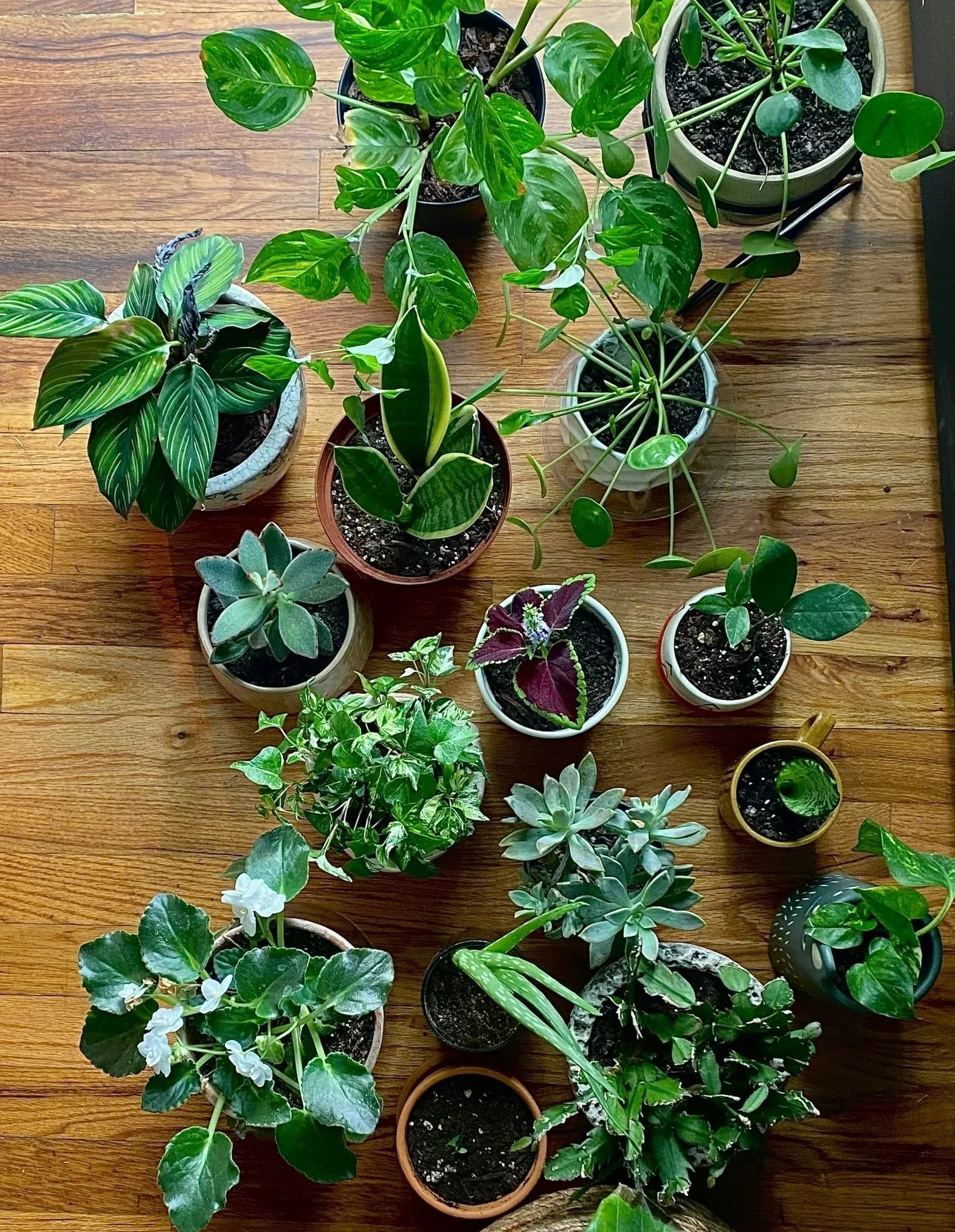5 Benefits of Indoor Plant Care for Mental Health
