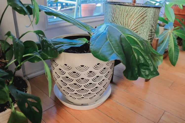 Increasing Soil Aeration: Should You Use an Aeration Planter For Your Houseplants?