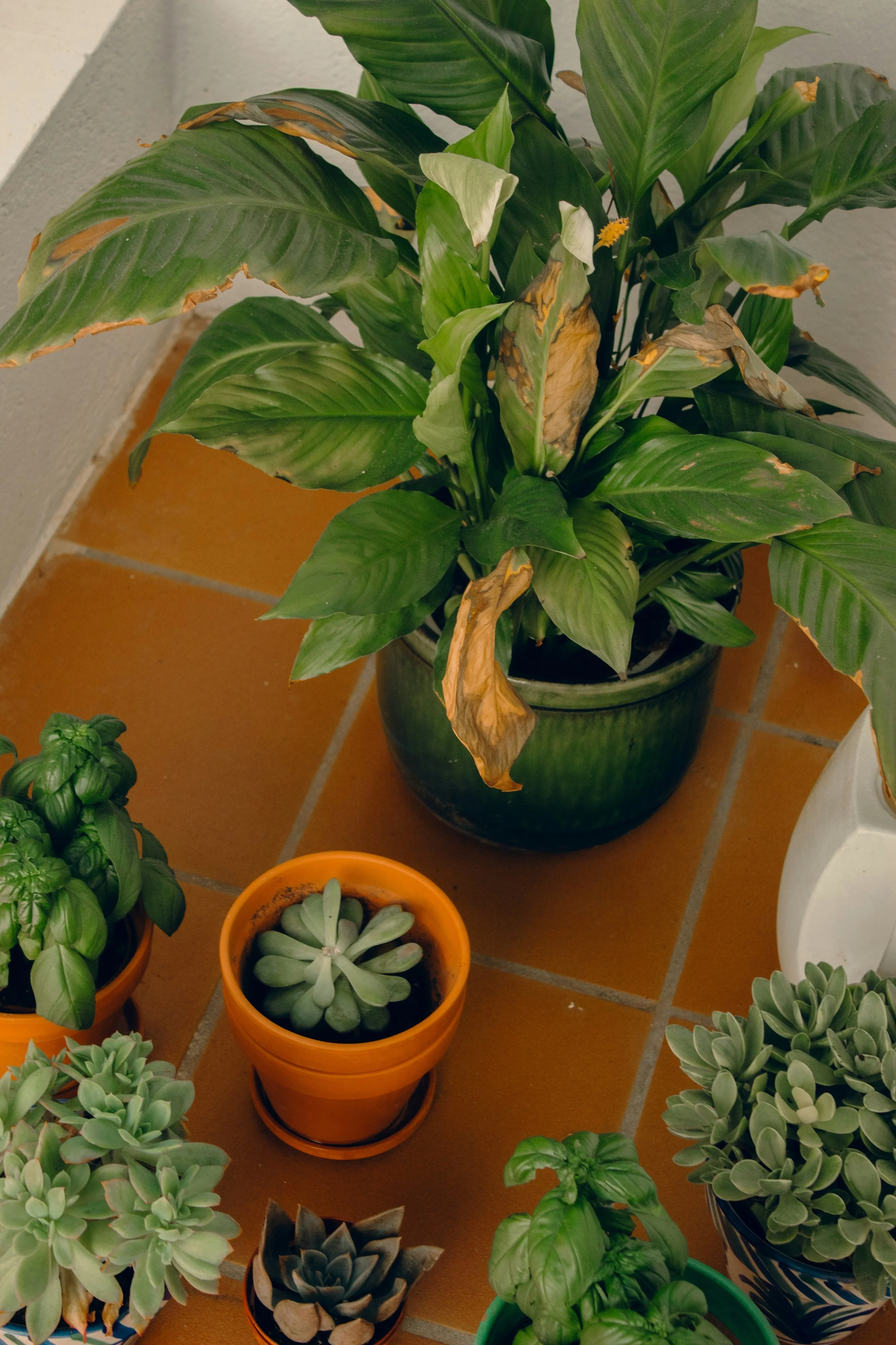 Why You Should Be Bottom Watering Your Plants and How!