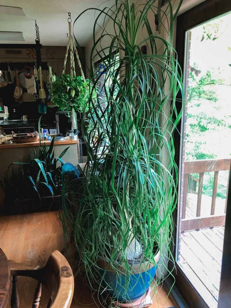 10 Pet-Friendly Plants That Are Safe For Your Pets!