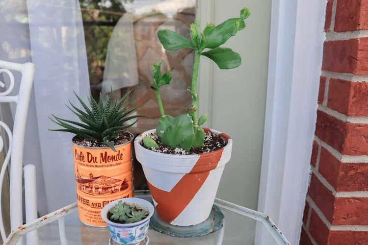 3 Houseplant Styling Tips For Any Space!