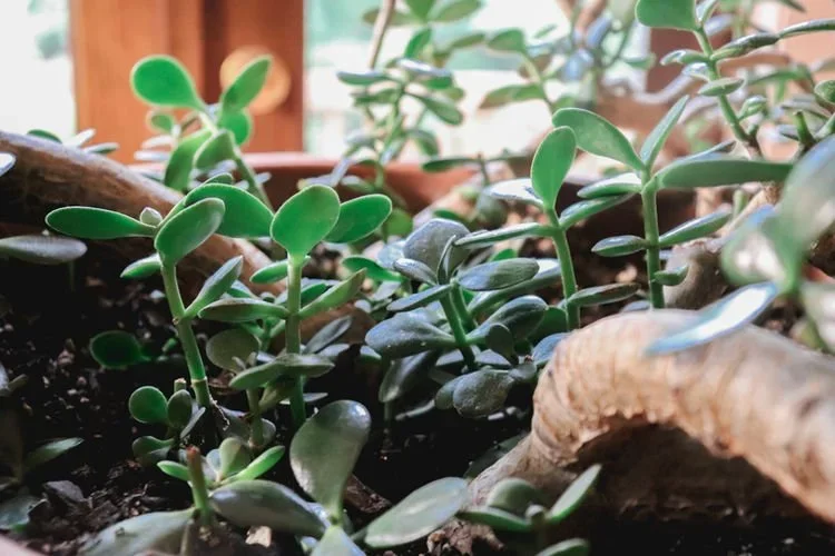 Caring For Your Jade Plant: Crassula Ovata Basic Care Tips