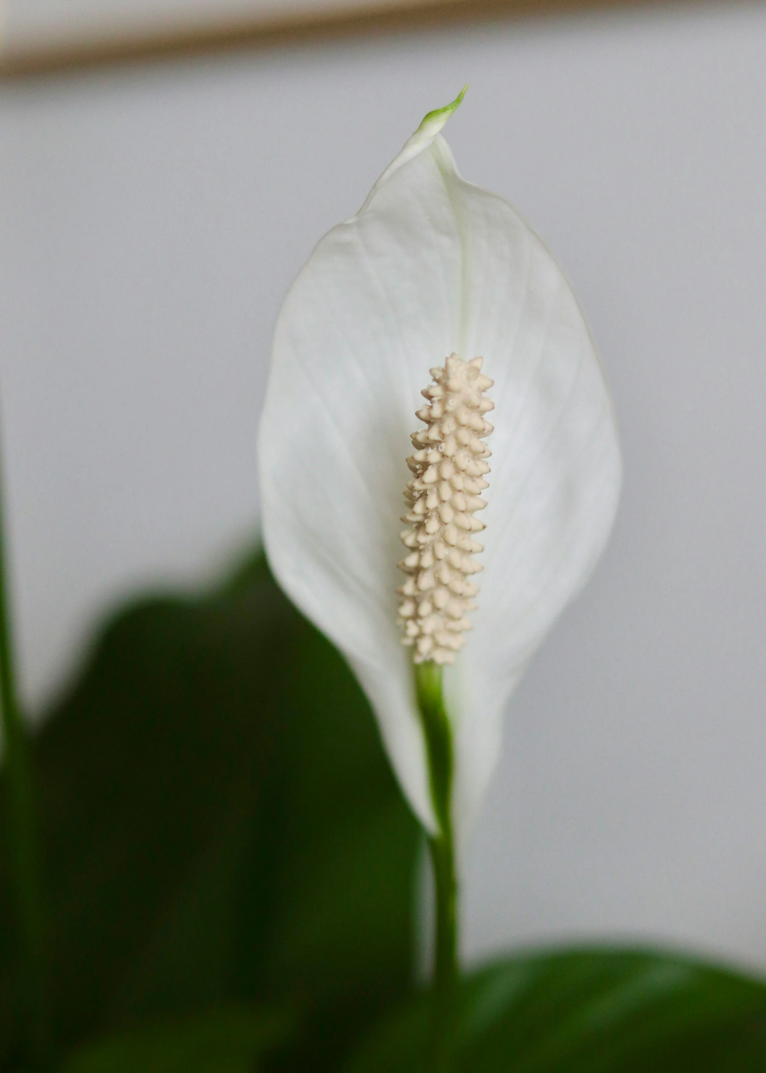 Growing Peace Lilies: How To Care For Spathiphyllum