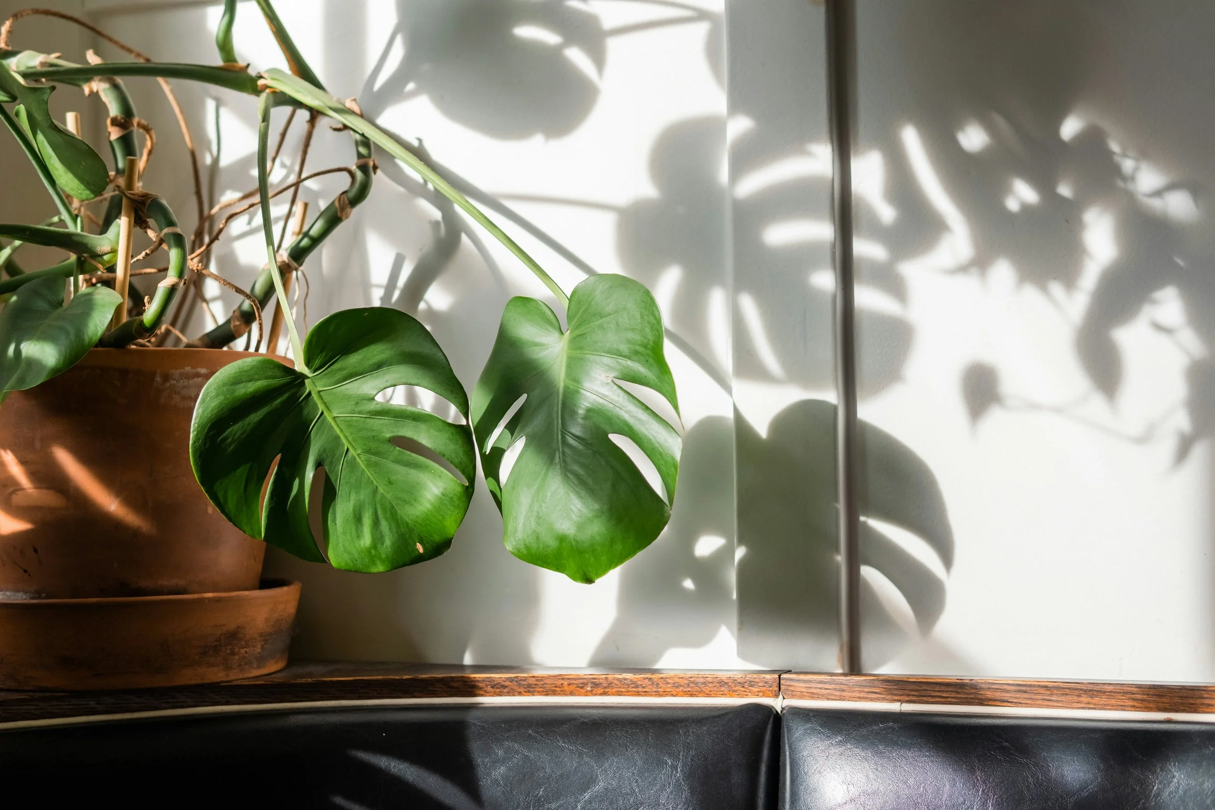 Houseplant Buying Guide: Cheap Edition