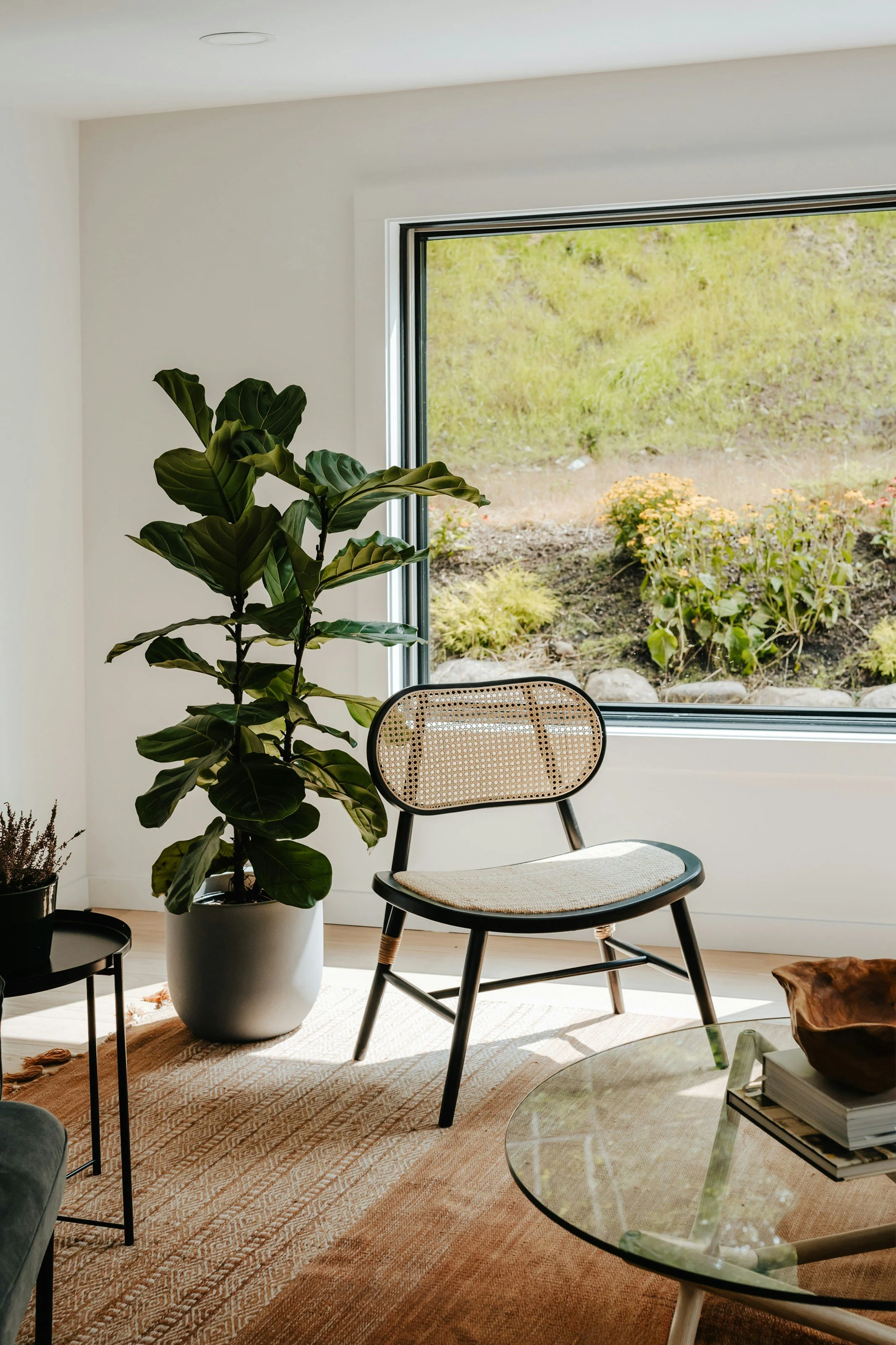 How To Care For Fiddle Leaf Fig aka Ficus lyrata