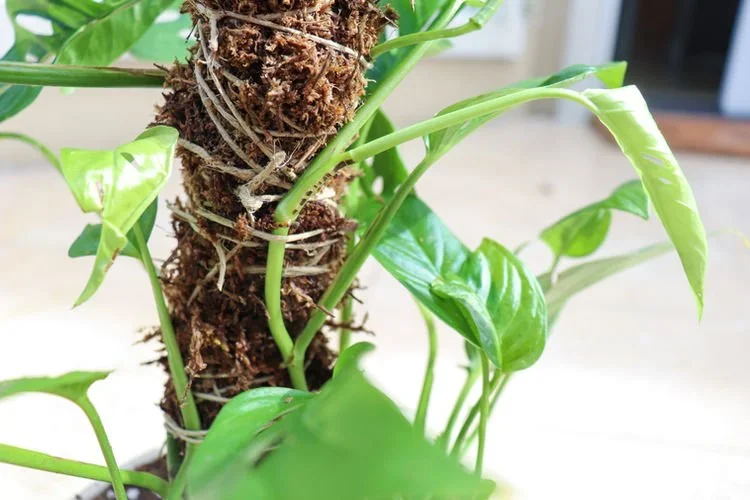 How To Make An Easy Moss Pole For Your Indoor Climbing Plants
