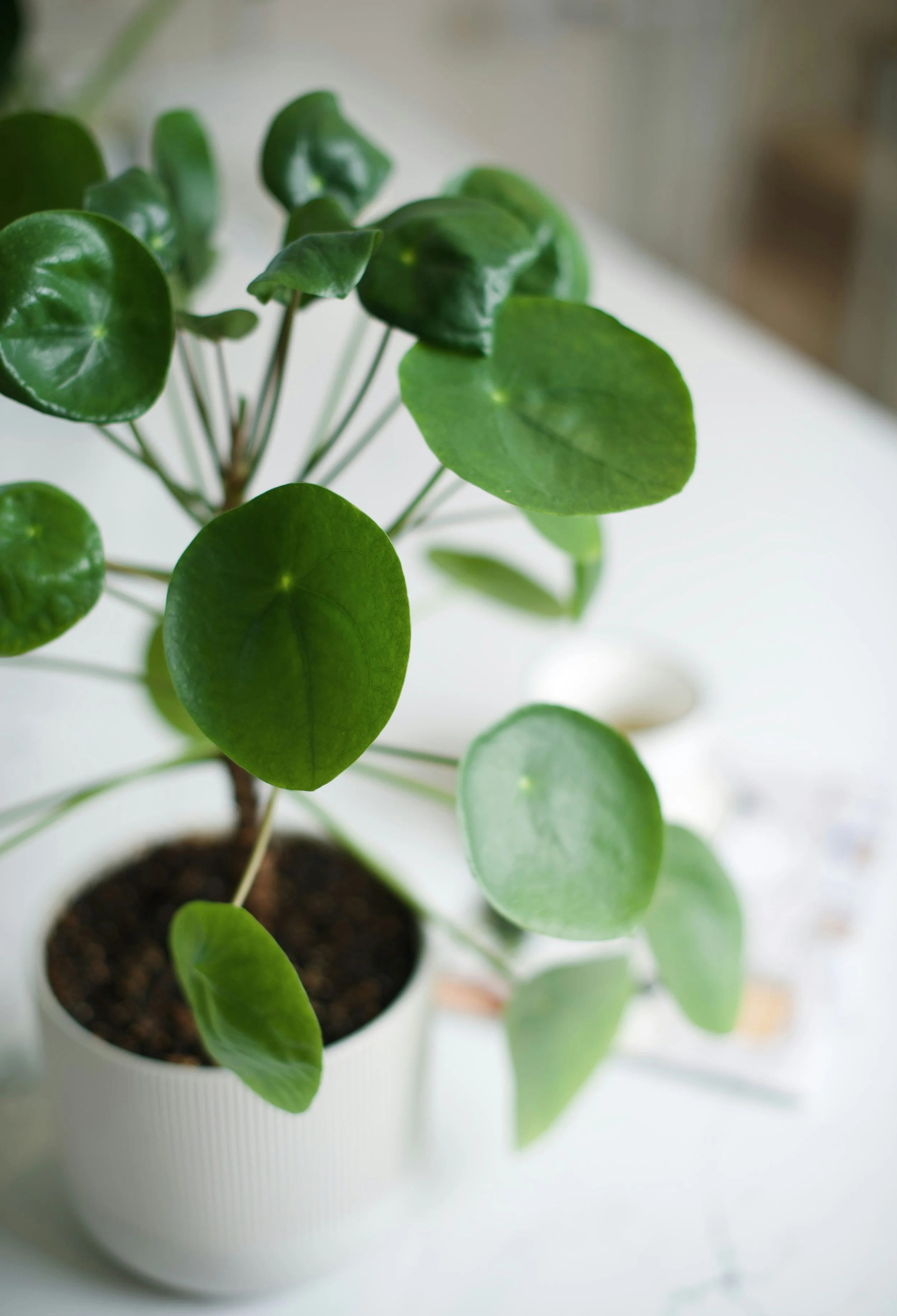 How to Care For Pilea Peperomioides or Chinese Money Plant