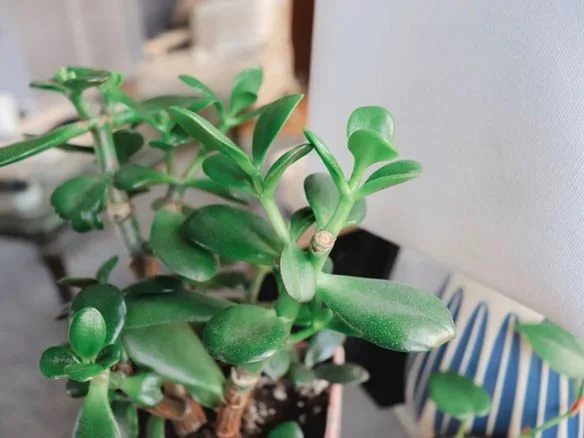 How To Get Rid Of Fungus Gnats