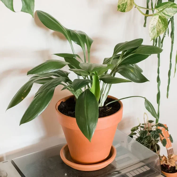 Top 5 Easiest Low-Light Houseplants