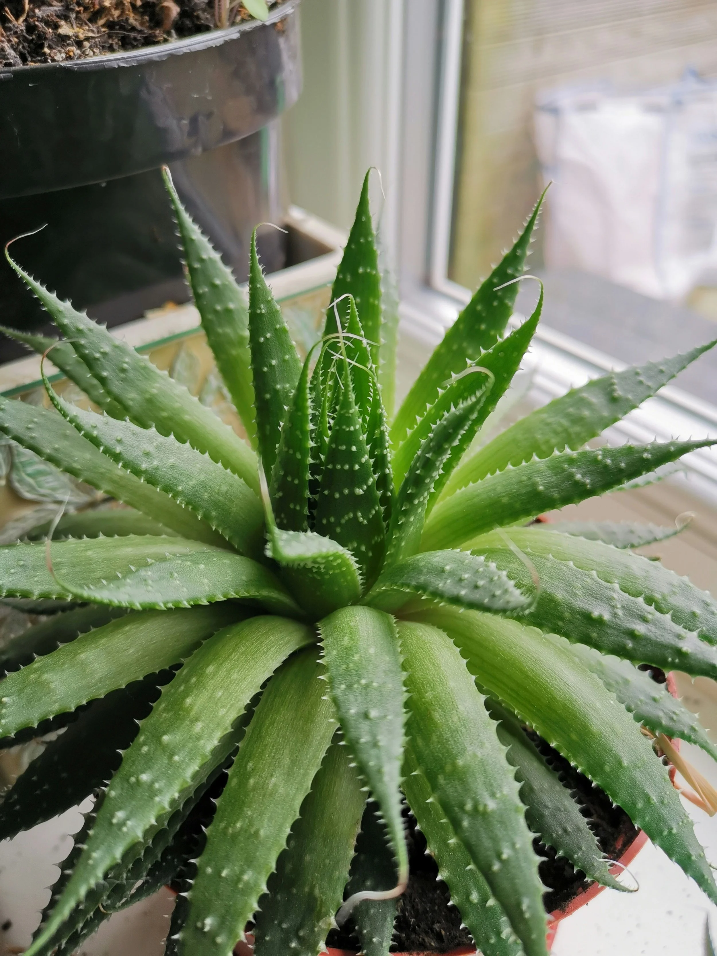 How To Care For Your Aloe Vera Plant
