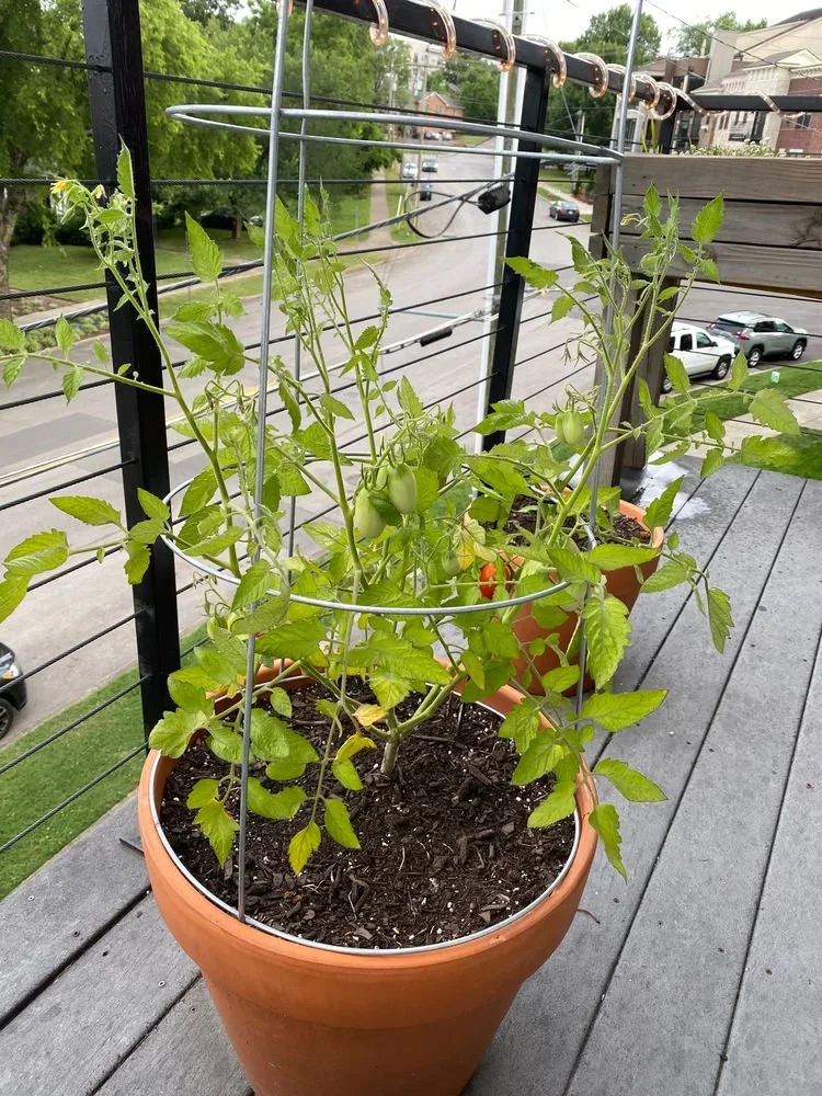 The Plant Trends To Look Out For In 2022