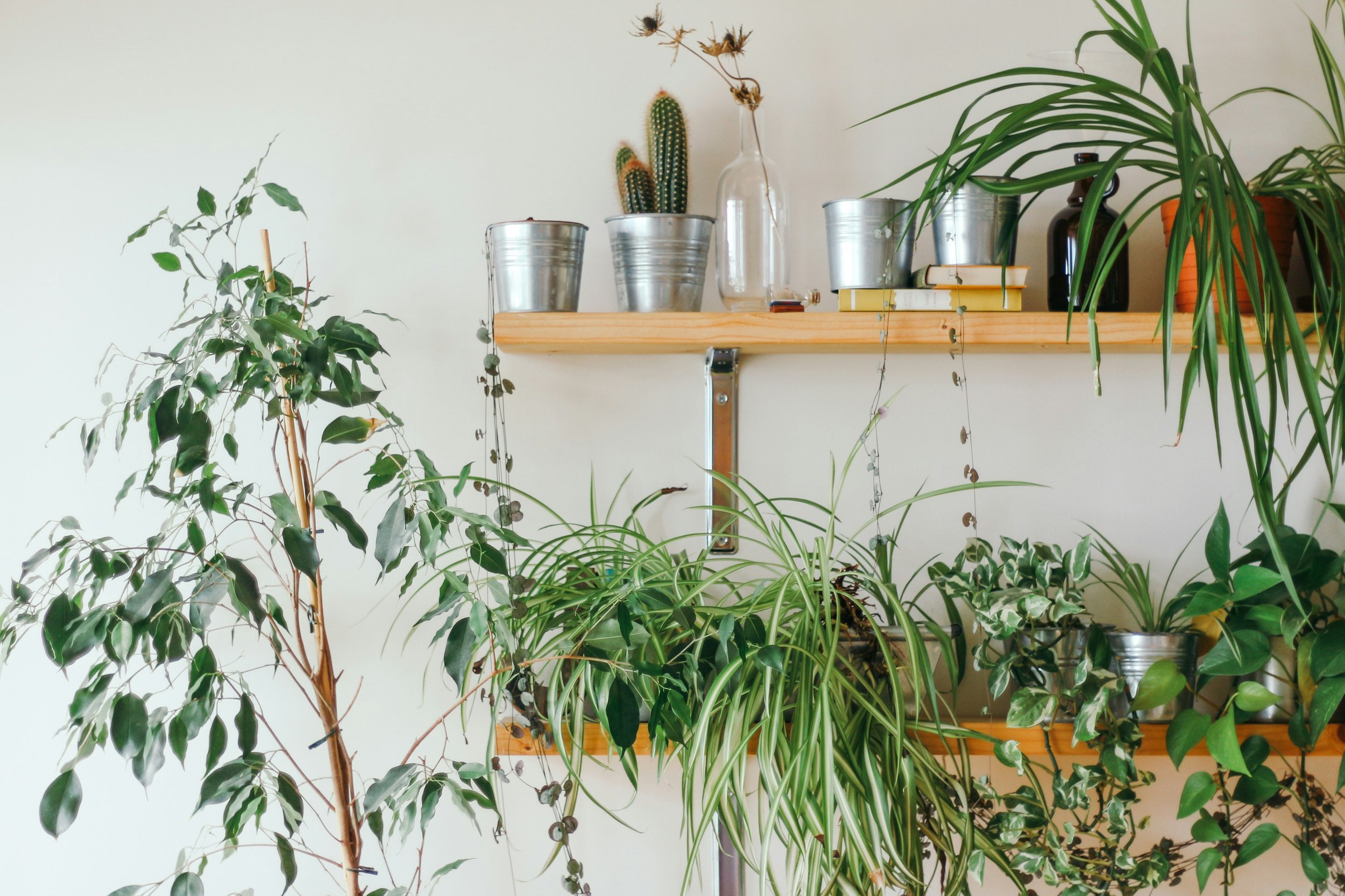 Plant Styling Tips To Bring Your Space To Life!