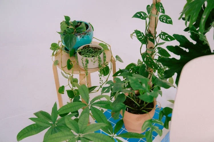 Small Businesses To Support: Houseplant Edition
