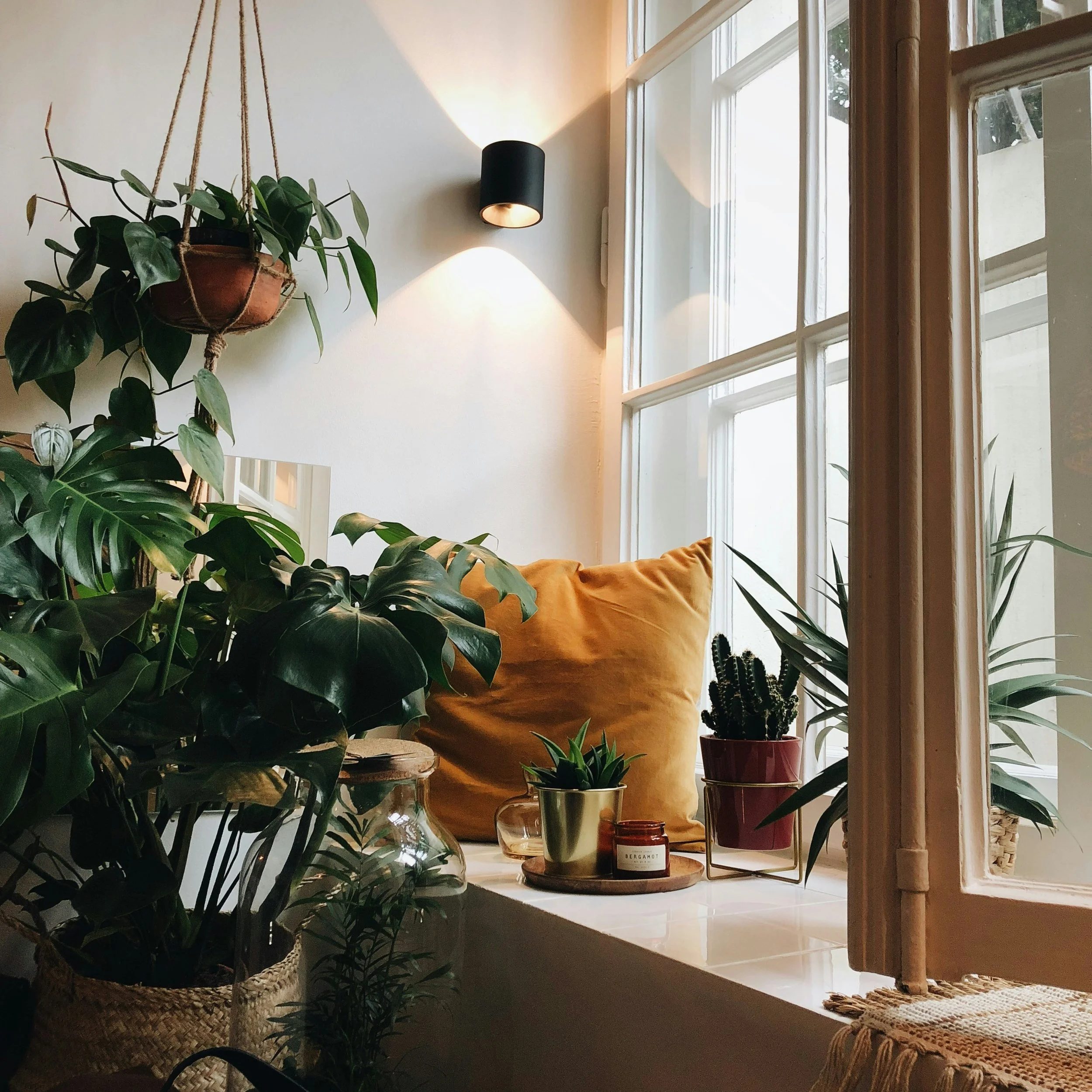 Preparing Houseplants For Spring: You've Survived Winter. Now What?