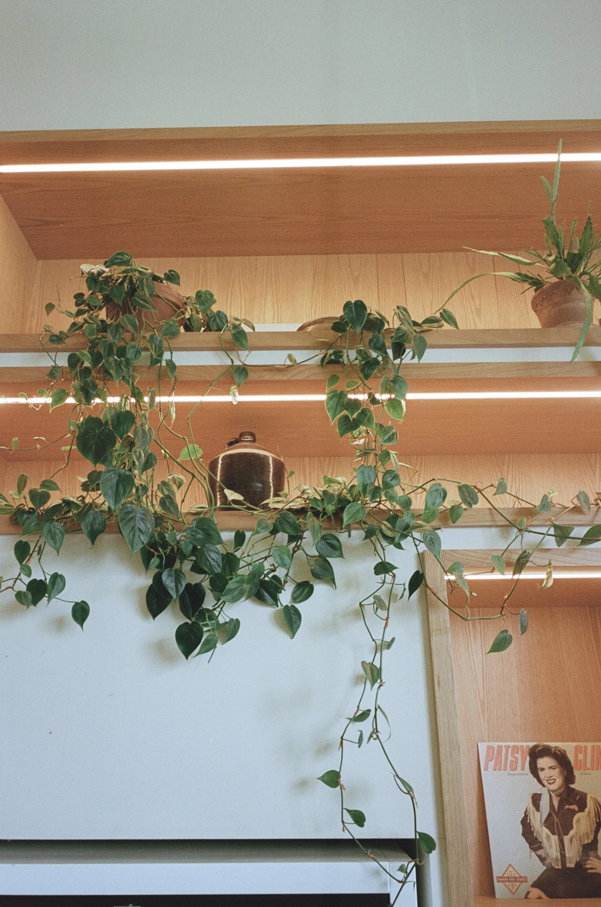 Plant Savvy, Ladybird Tacos, Nashville, TN