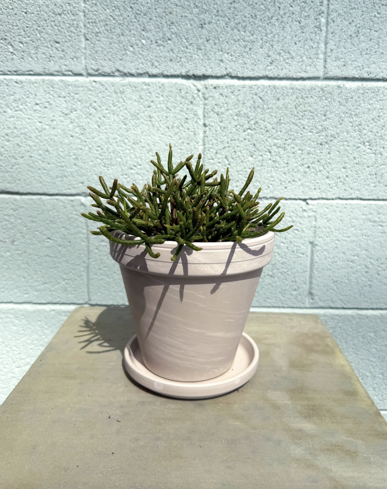 Rhipsalis in Apollo Pot