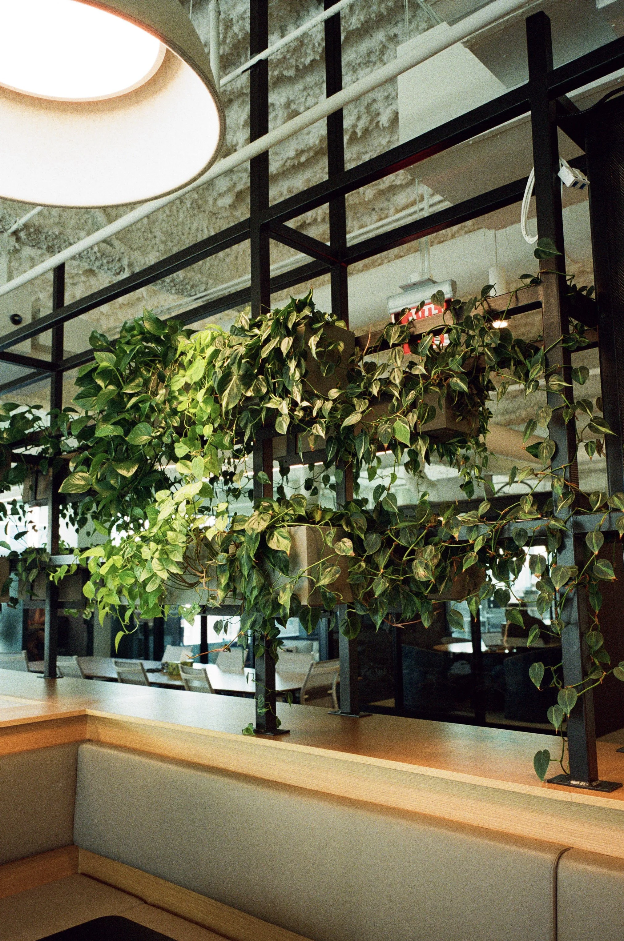 Plant Savvy, Metropolis, Nashville, TN