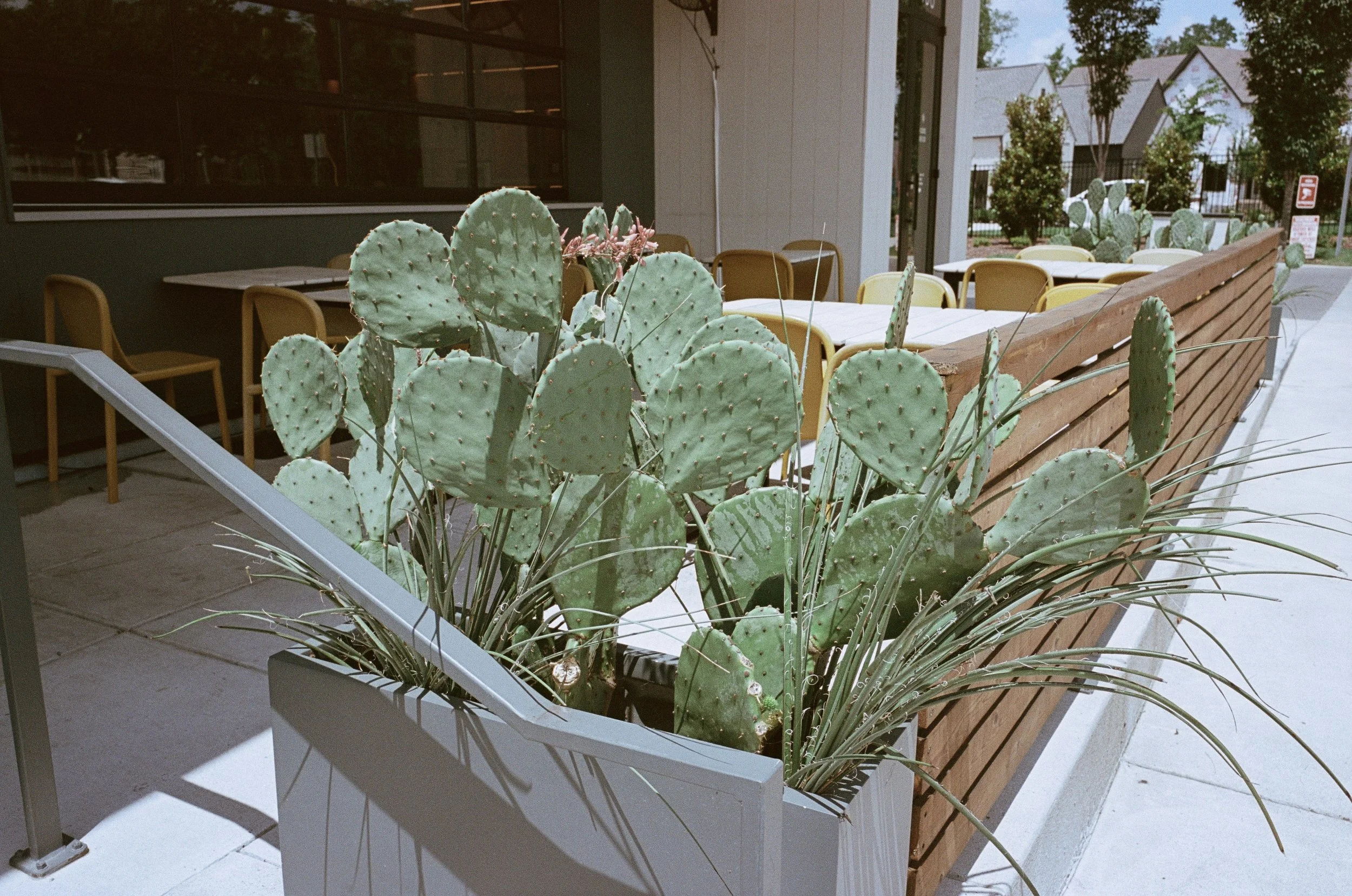 Plant Savvy, Ladybird Taco, Nashville, TN