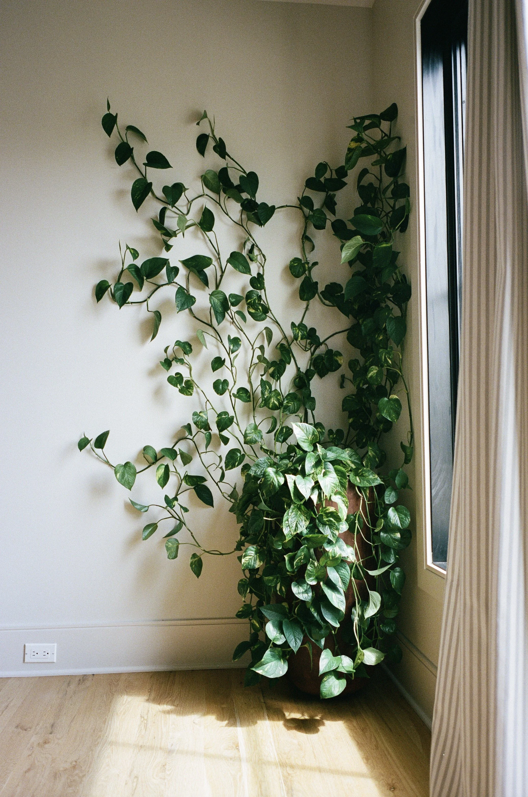 Plant Savvy, Heathers, Nashville, TN