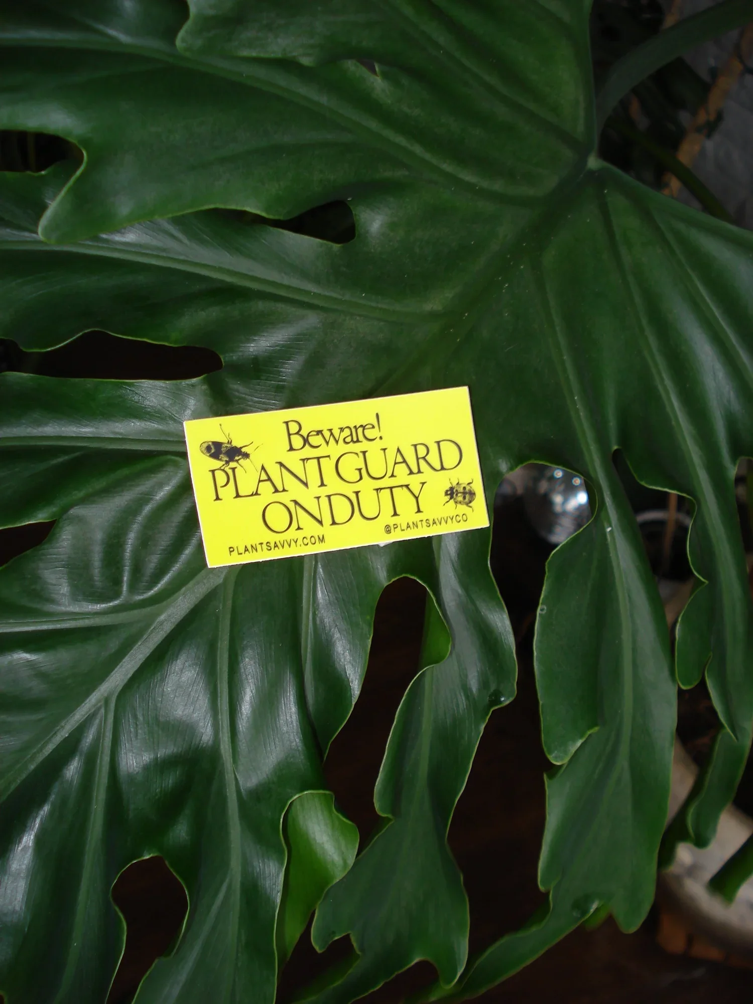 Plant Savvy–Plant Guard Sticker.webp