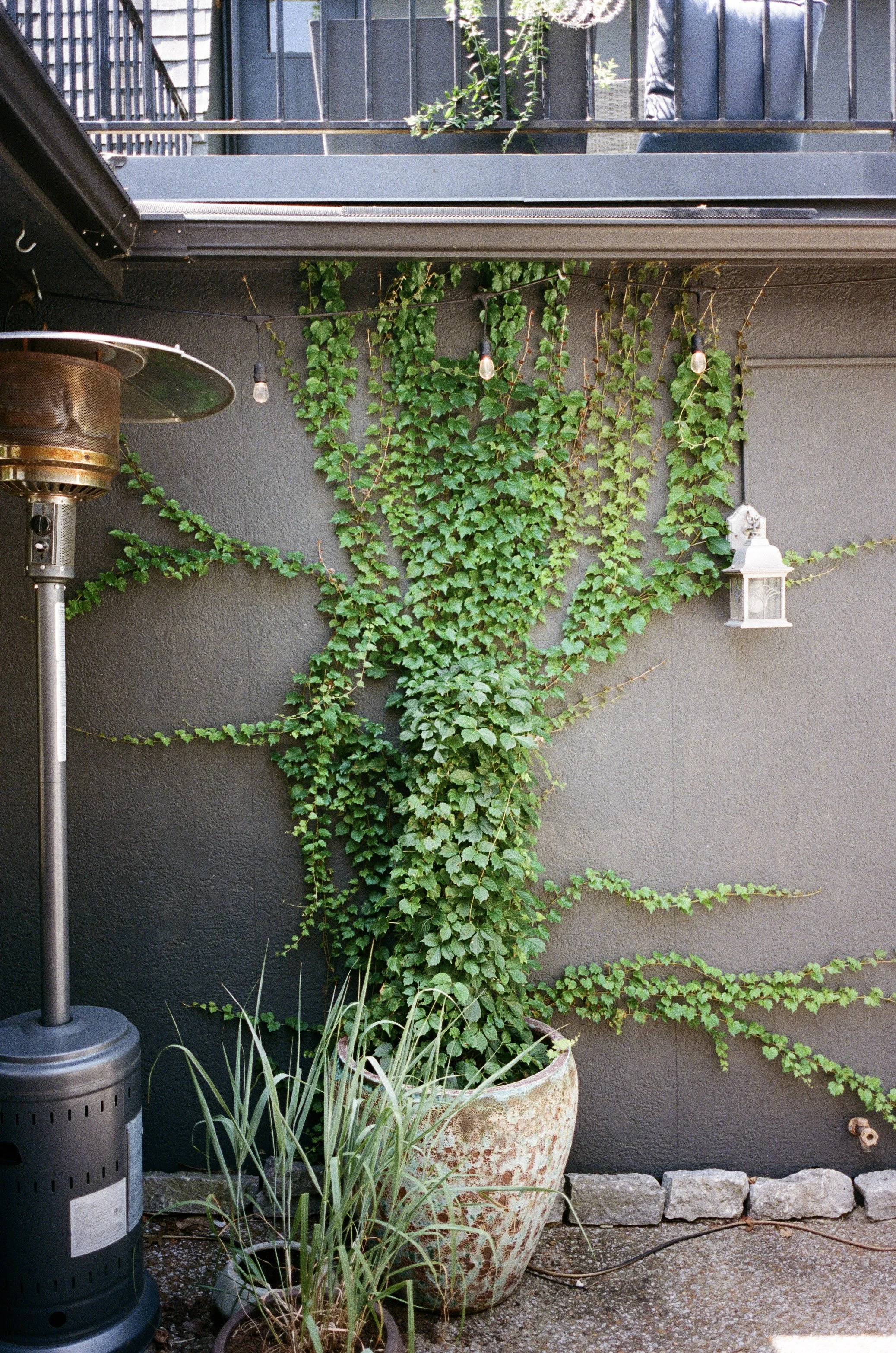 East Iris Studios, Exterior Plant Design, Plant Savvy