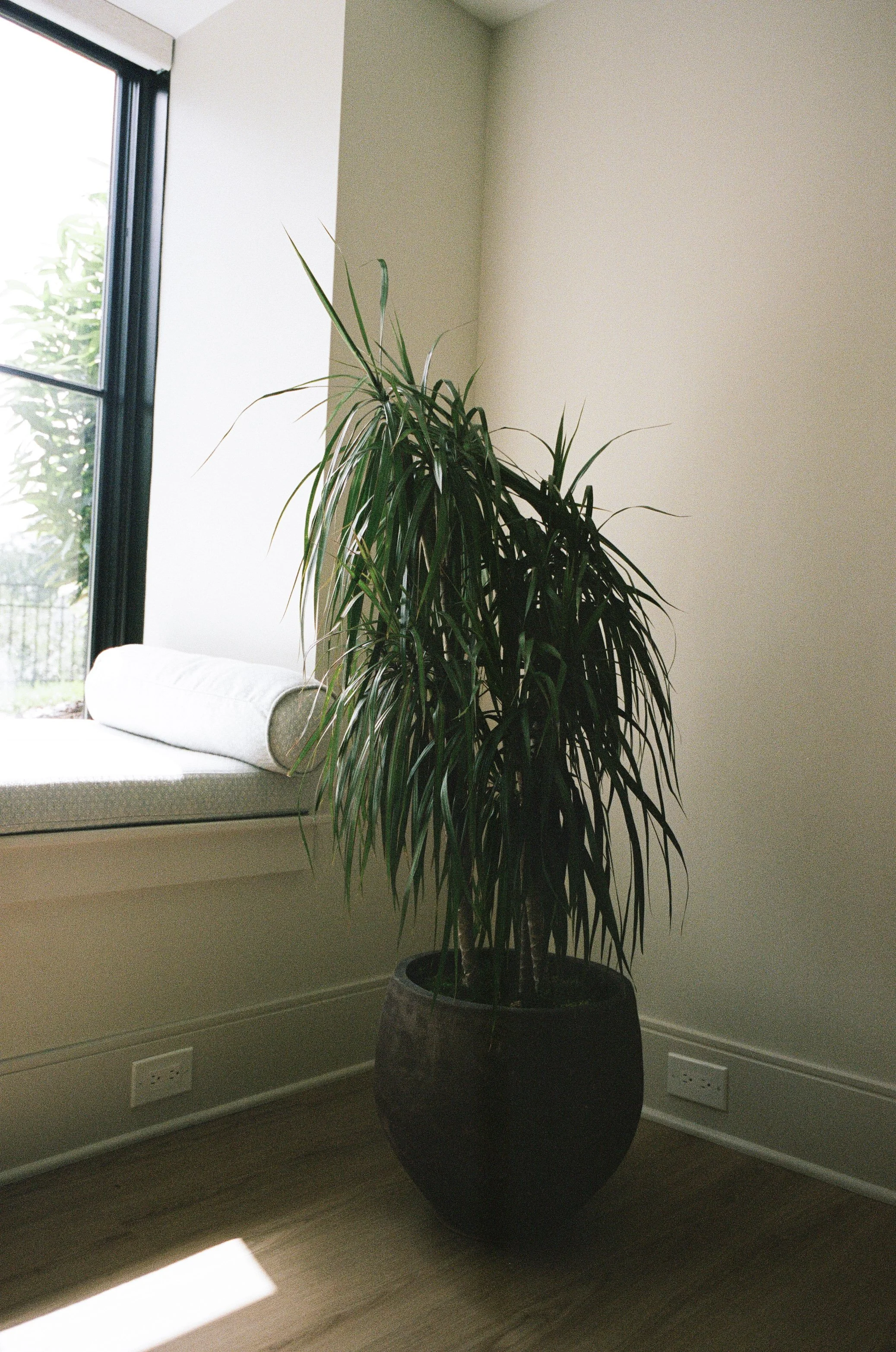 Plant Savvy, Heathers, Nashville, TN