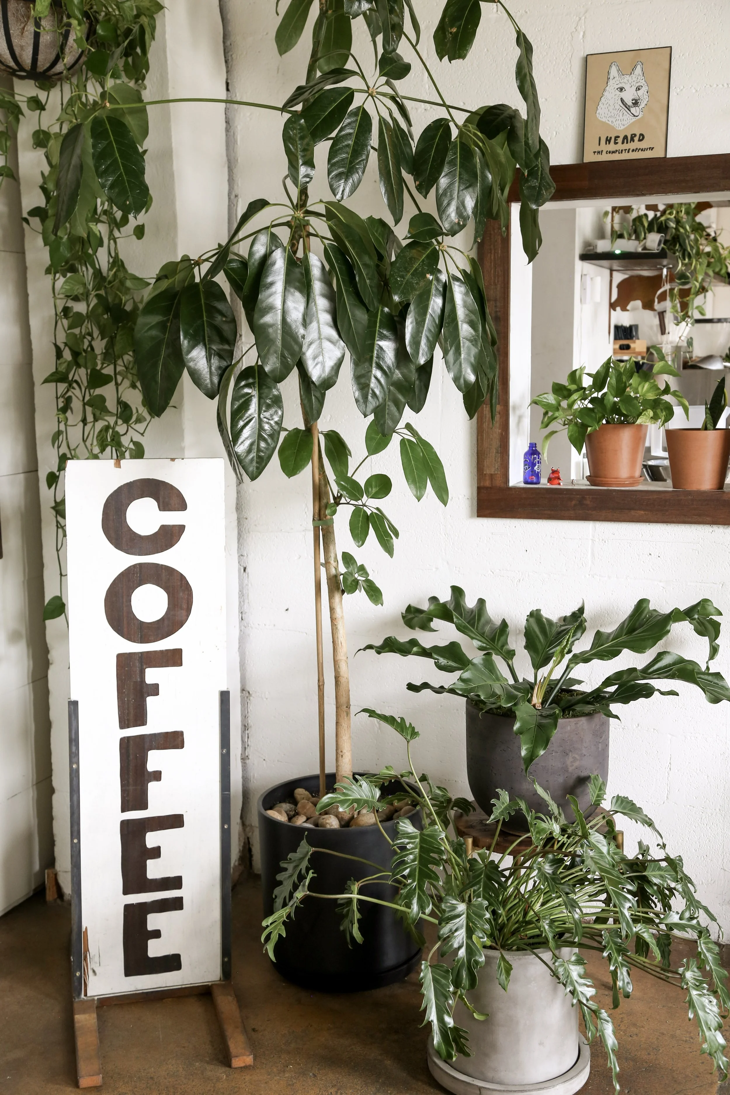 Plant Design-Plant Savvy- OSA Coffee Roasters
