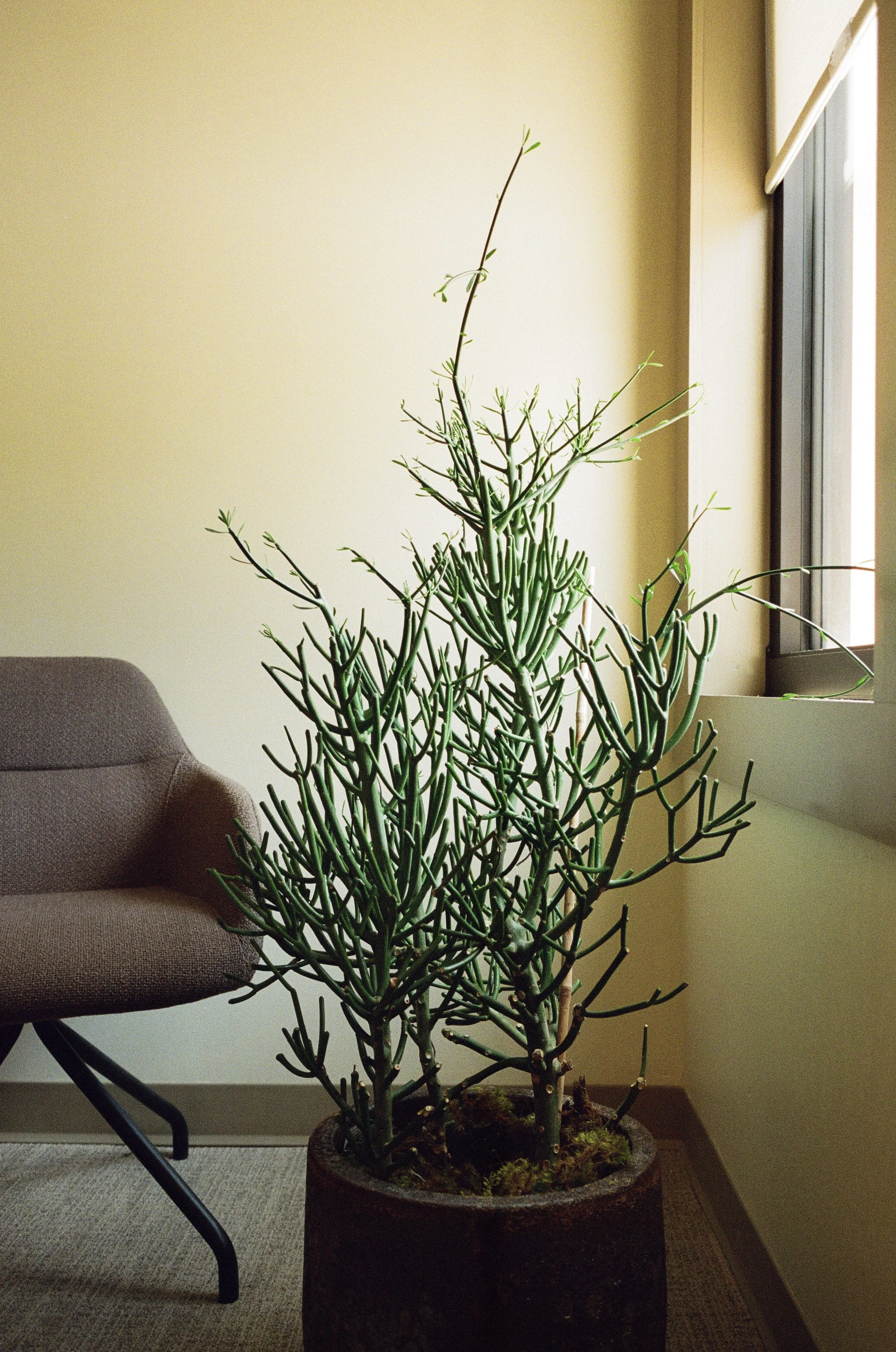 HMC Law Firm, Plant Savvy Design and Maintenance, Nashville