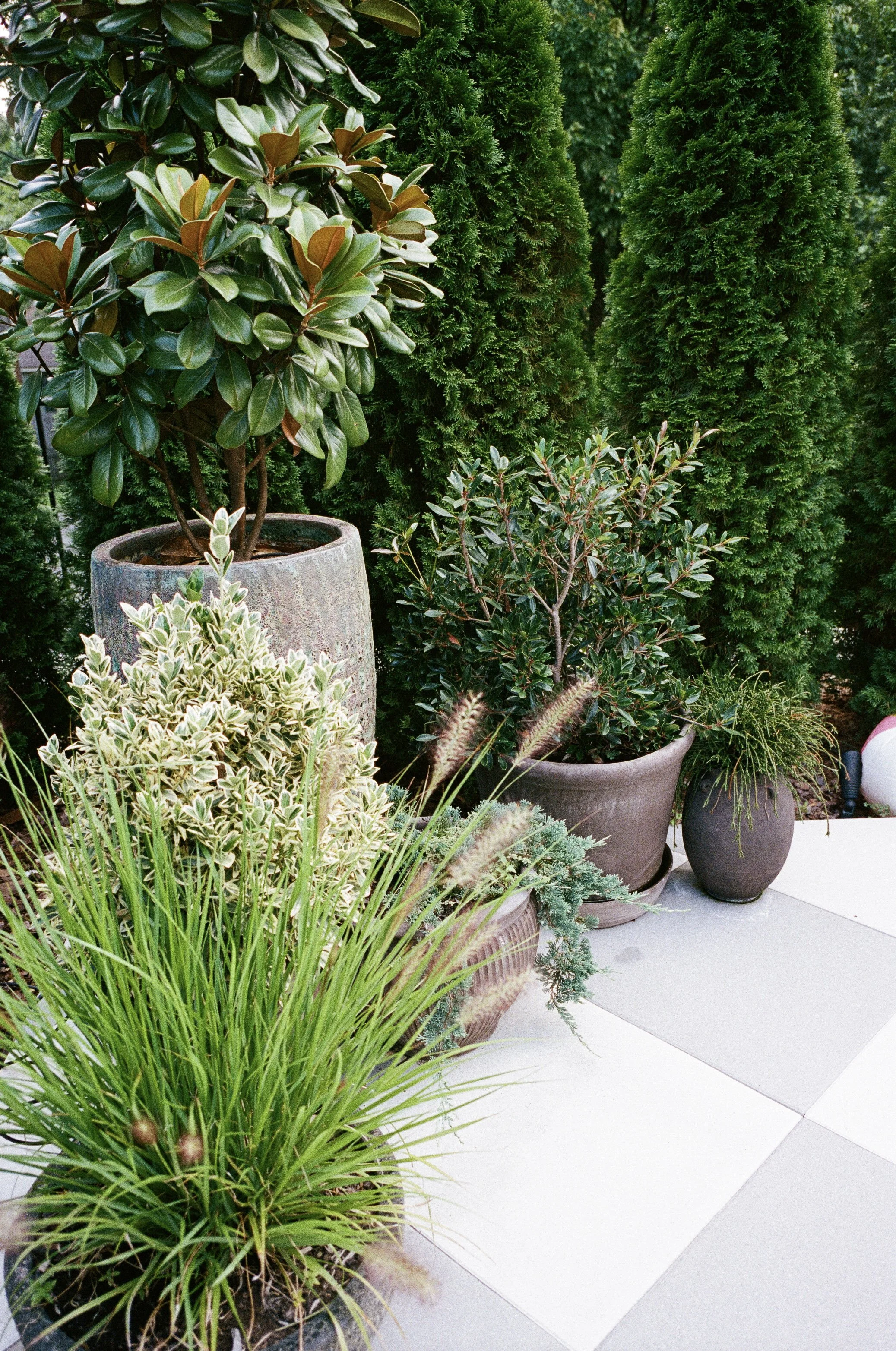 Plant Savvy, Heathers, Nashville, TN