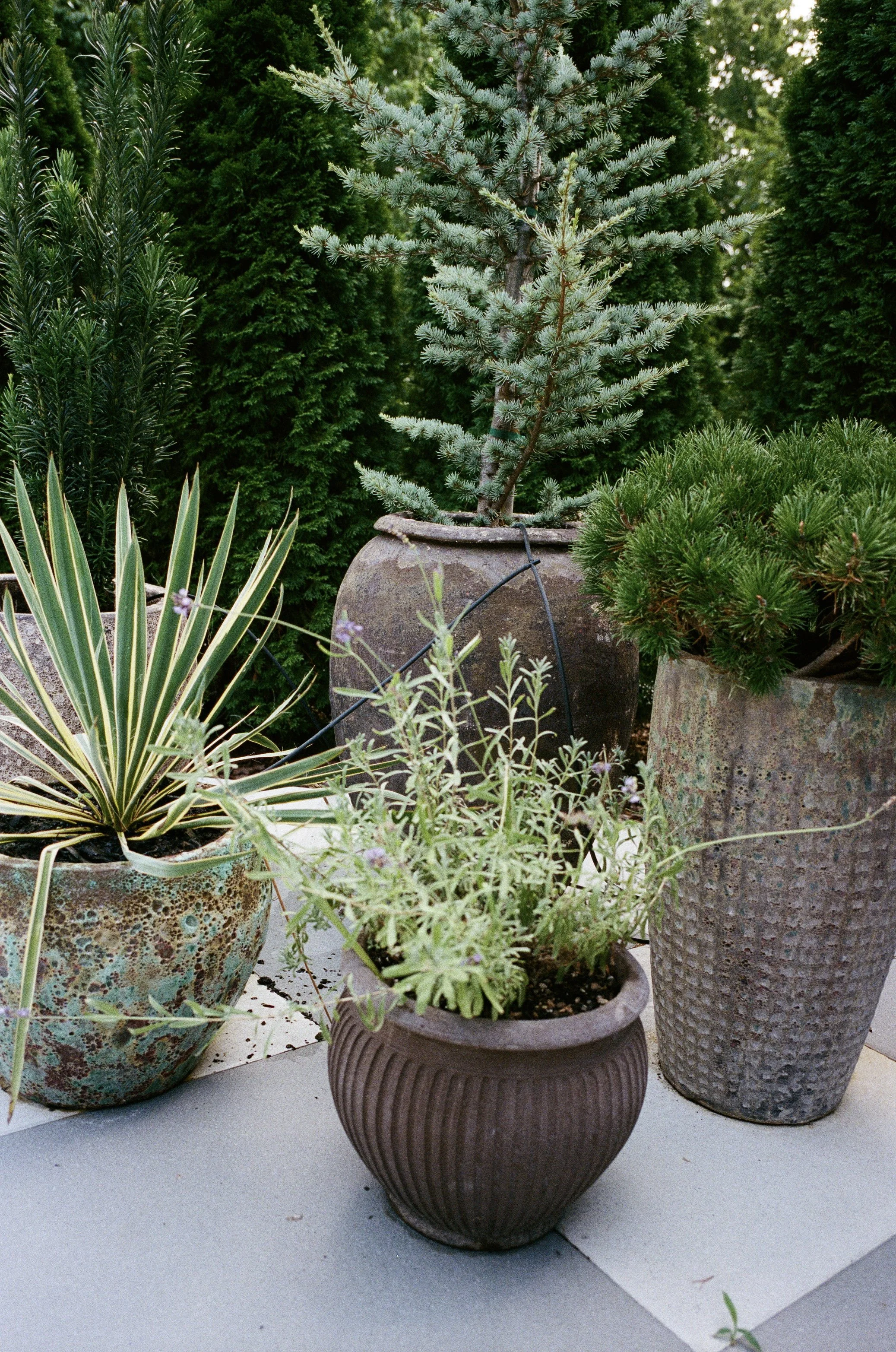 Plant Savvy, Heathers, Nashville, TN