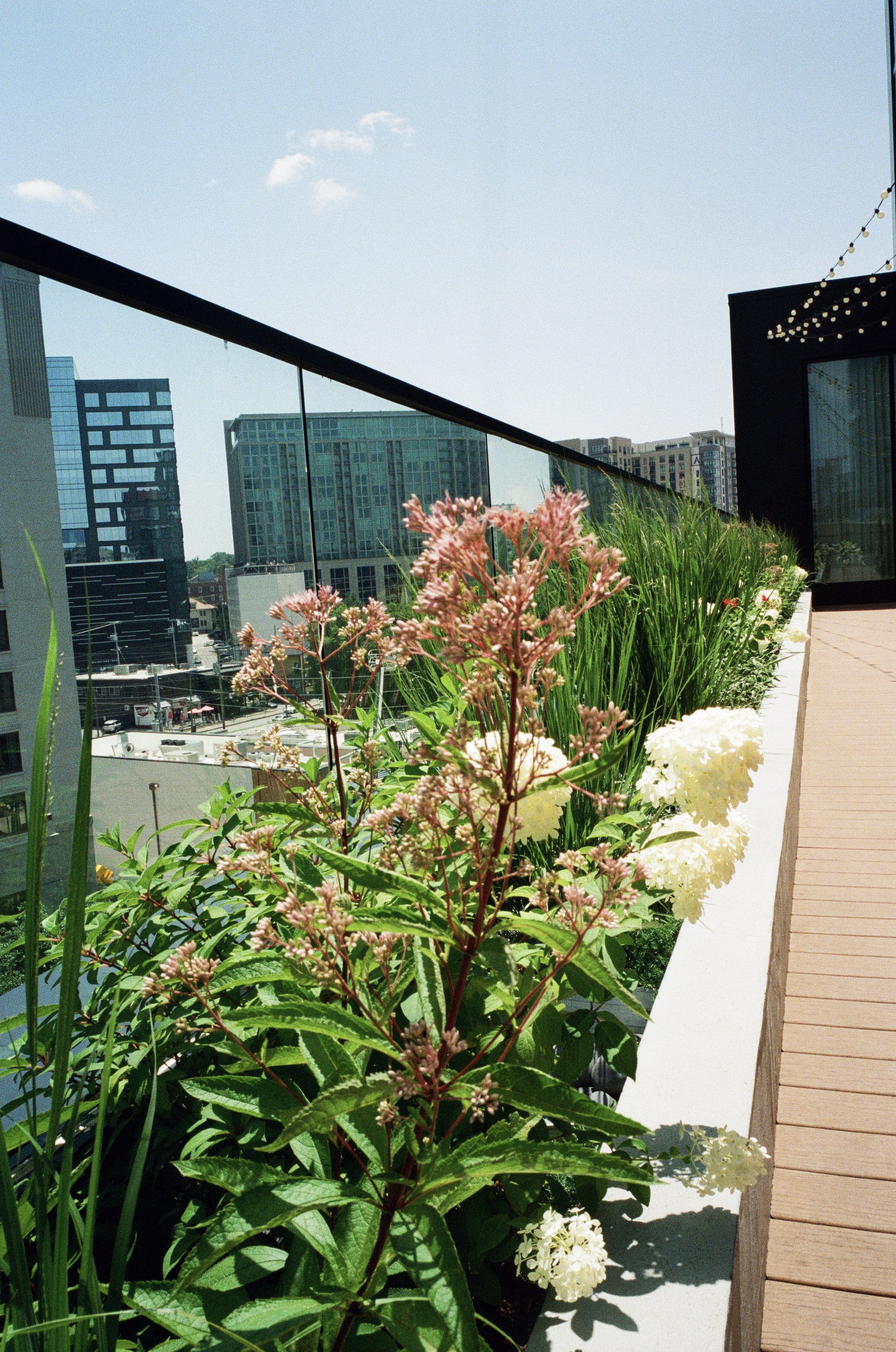 Plant Savvy, Downtown Hotel, Nashville, TN