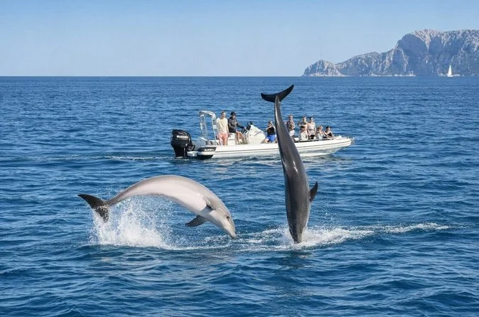 dolphin.jpg