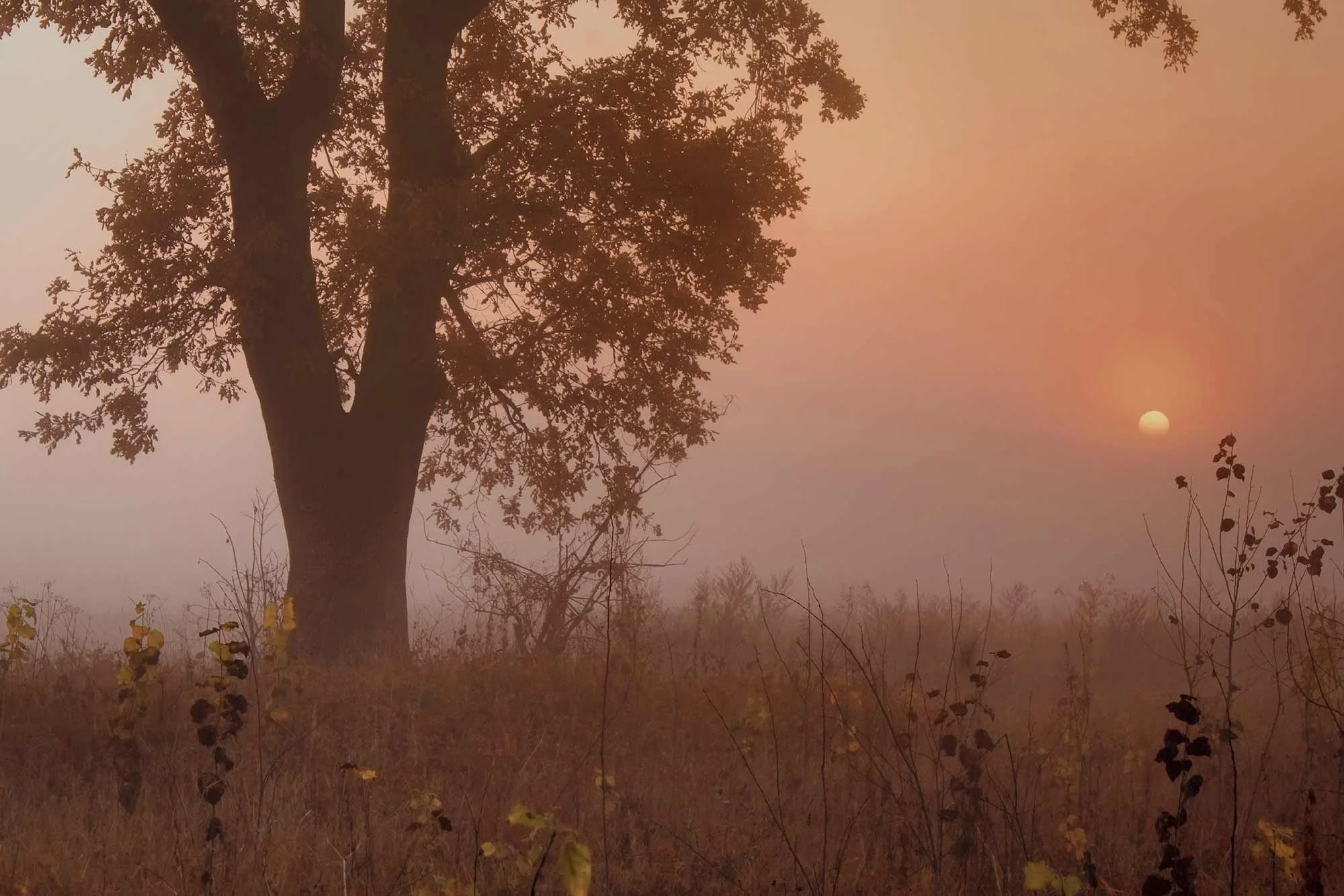 A silhouette of a large tree with a wide trunk and many branches, set against a hazy orange sunset or sunrise sky. The sun is partially visible near the horizon. There are smaller plants and shrubs in the foreground.