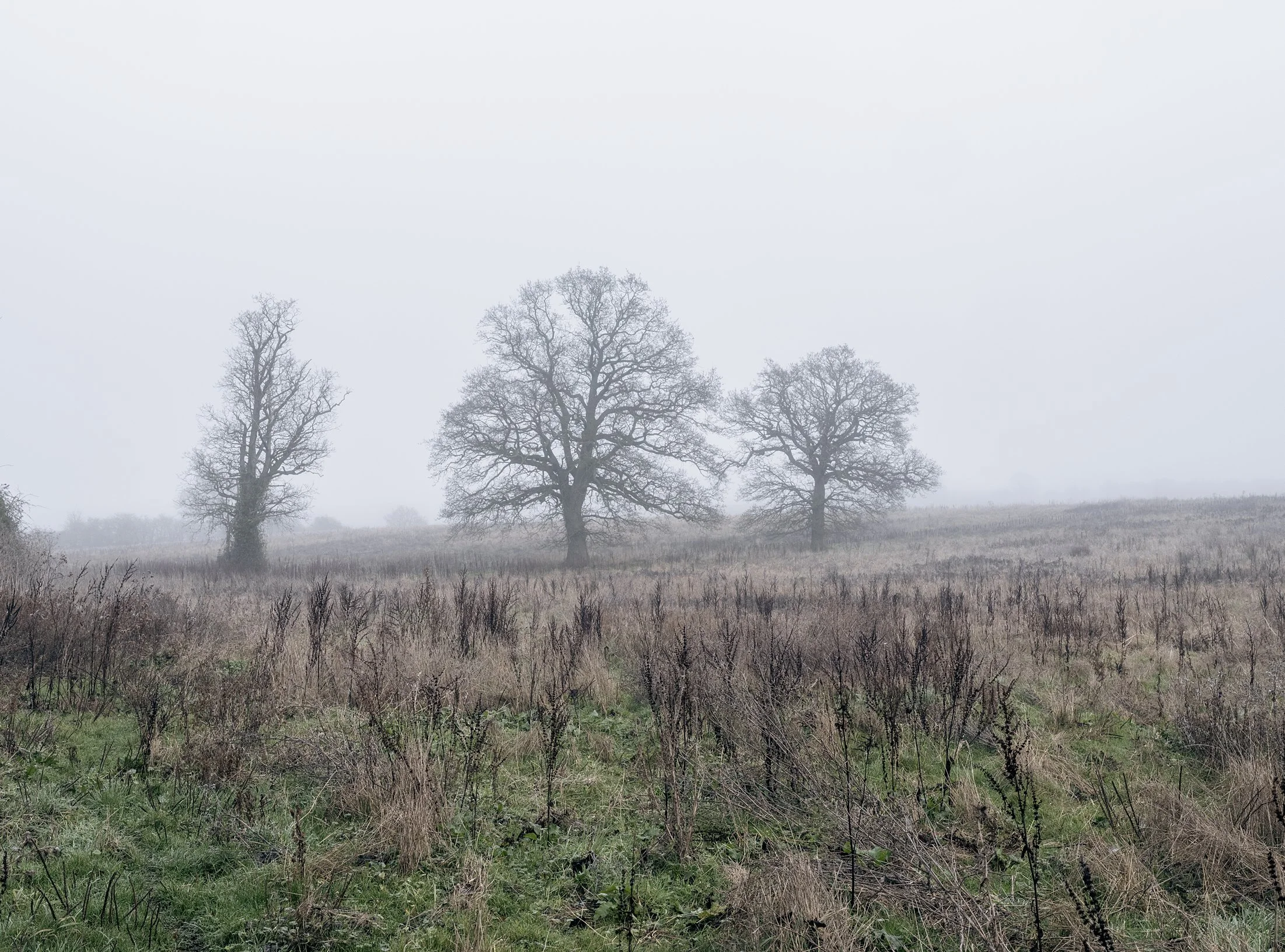 Field_Work_0002_Layer 9.jpg