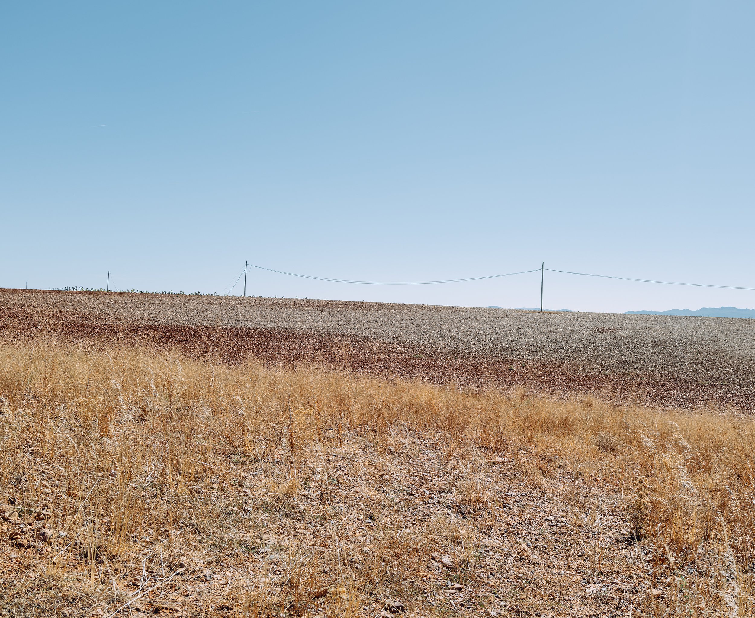 sunflowers 003.jpg