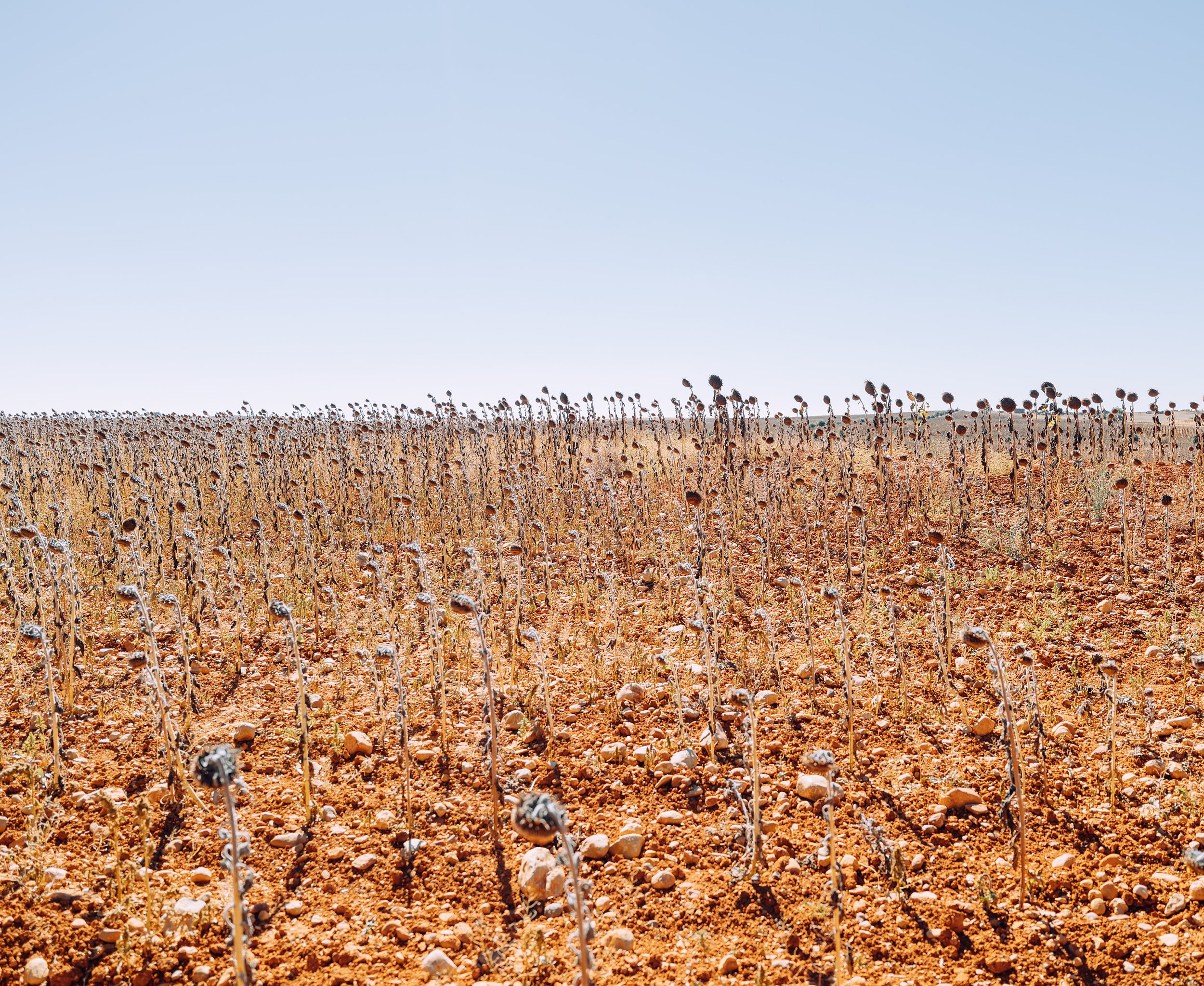 sunflowers 005.jpg