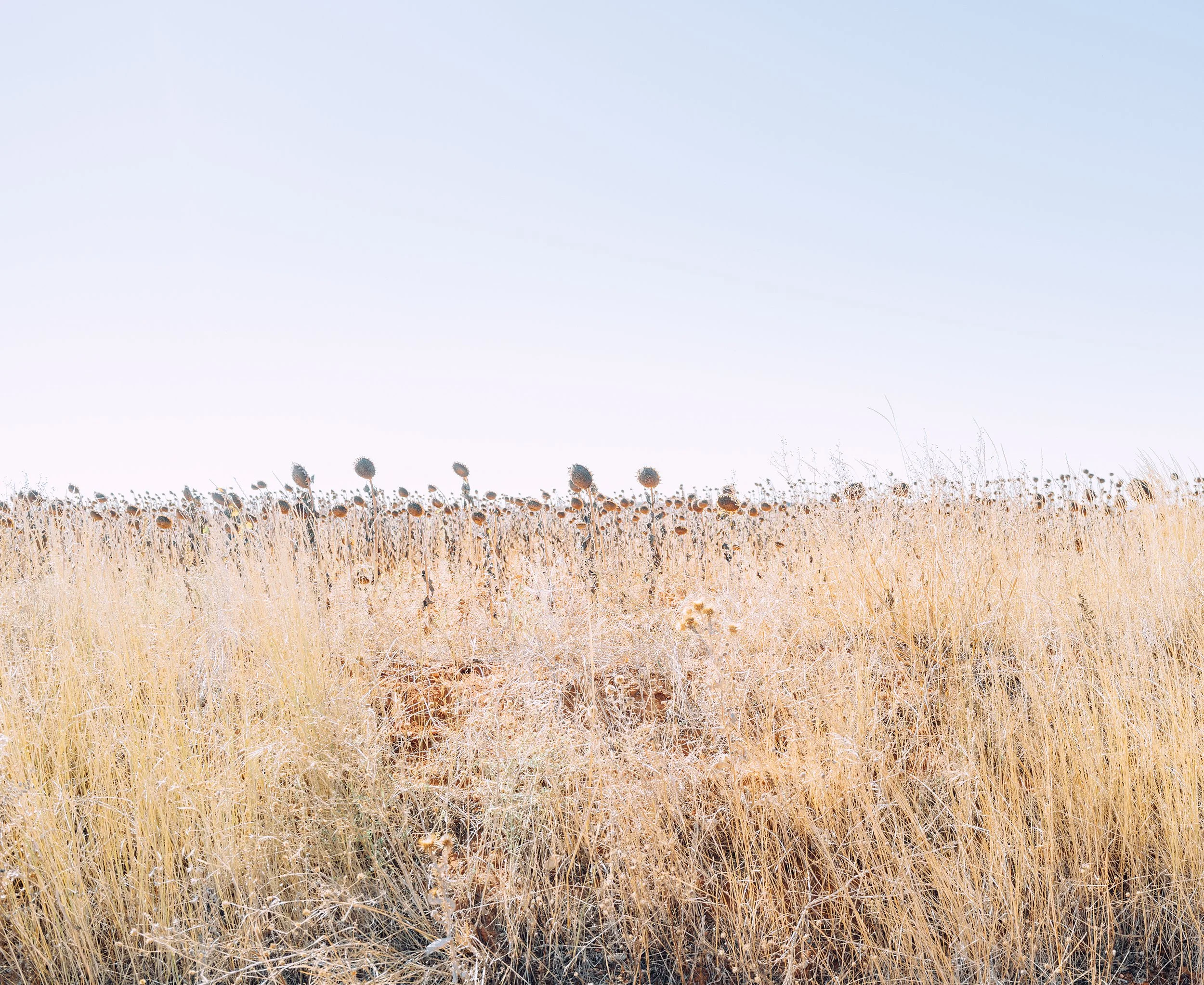 sunflowers 006.jpg