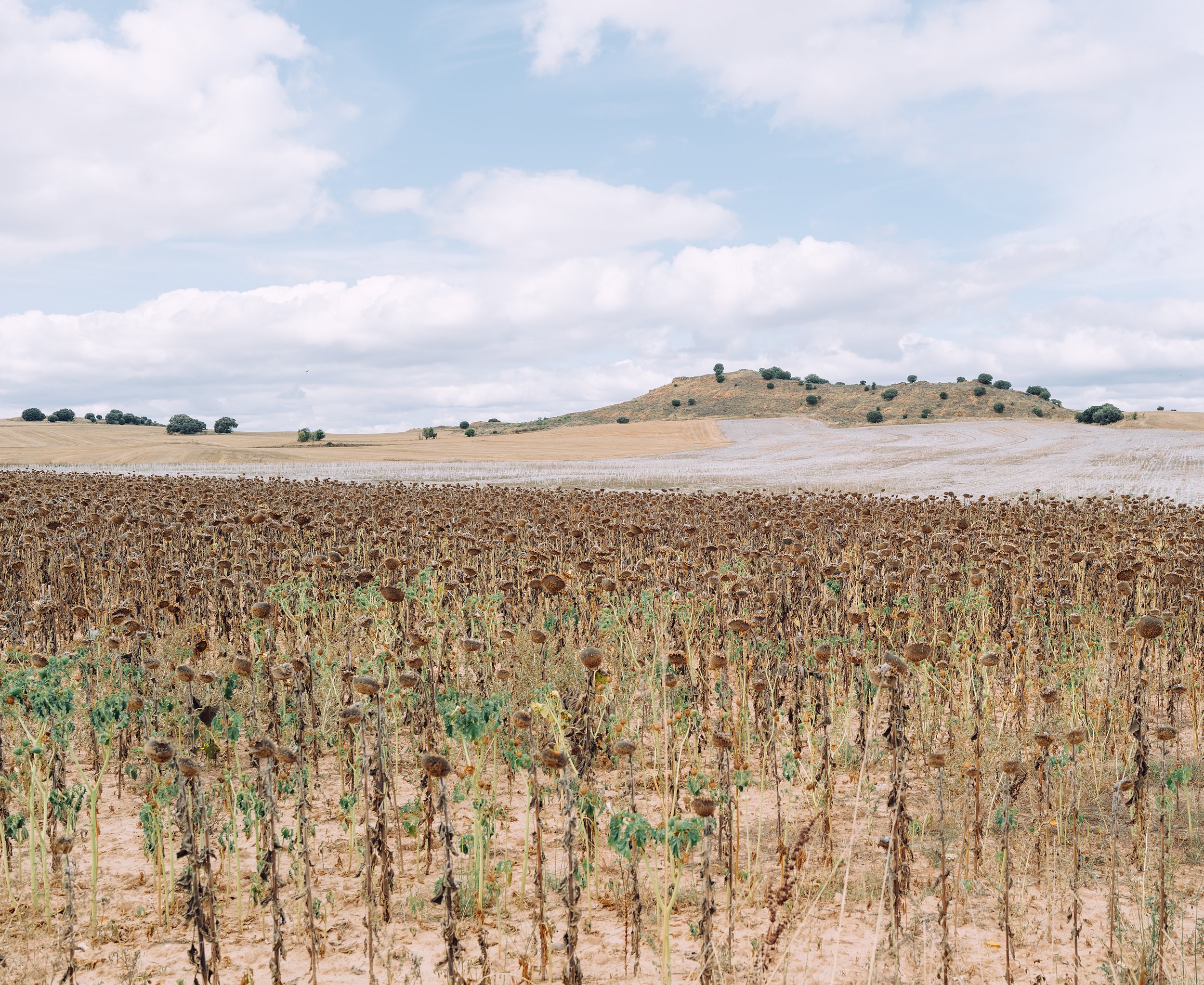 sunflowers 008.jpg